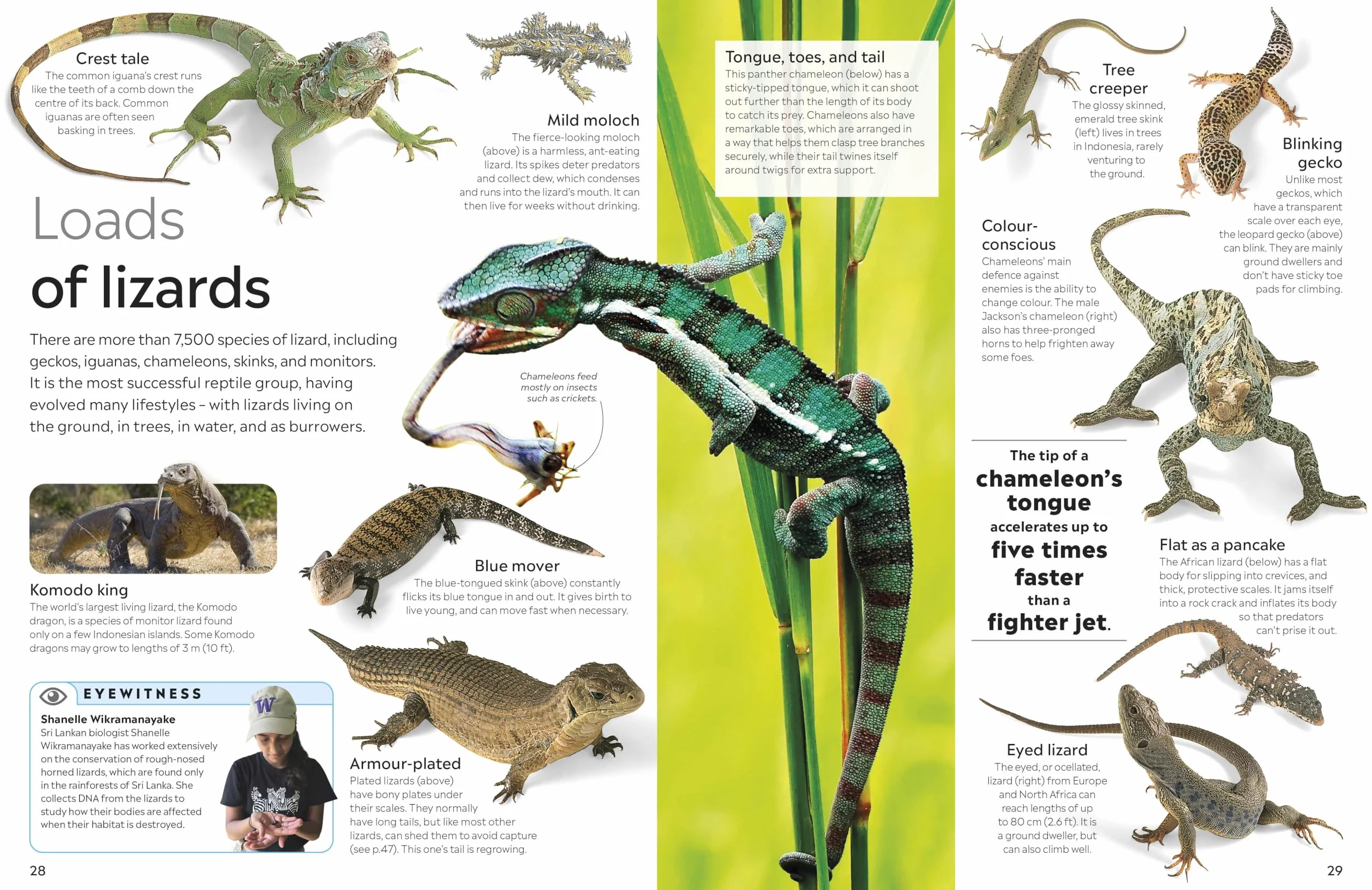 Reptile: DK Eyewitness