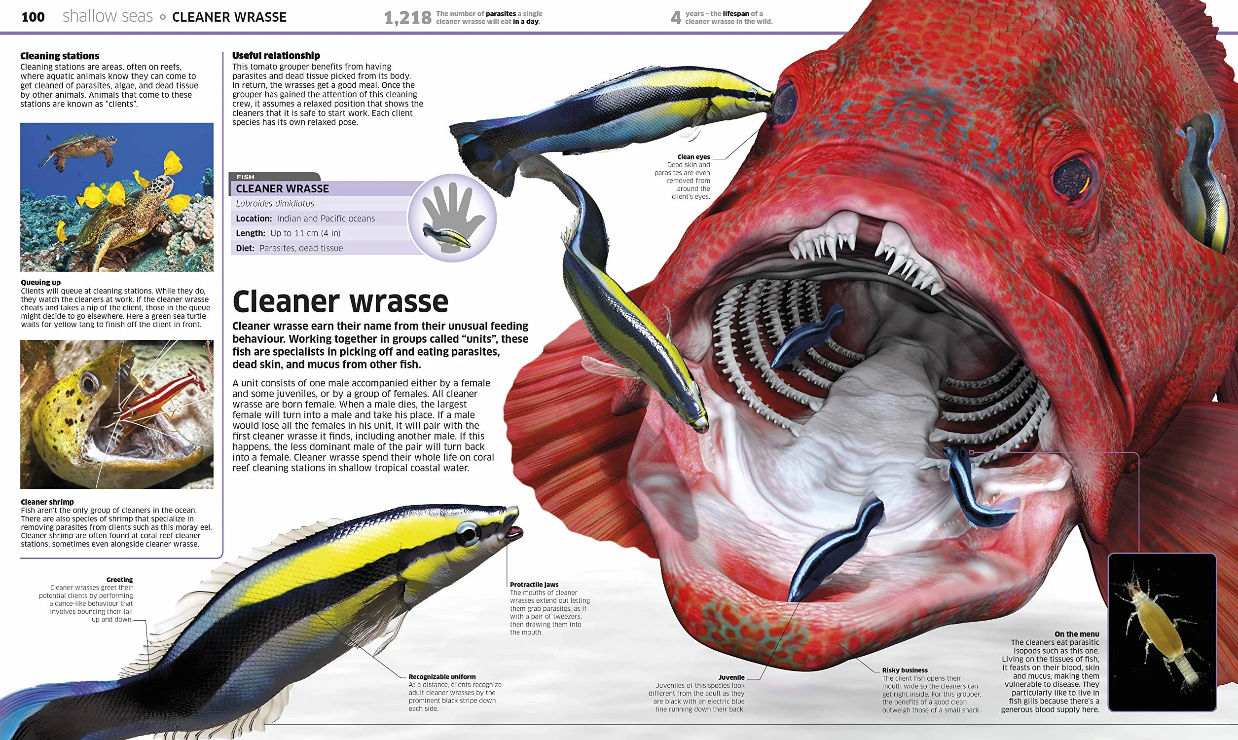 Knowledge Encyclopedia Ocean!: Our Watery World As You've Never Seen It Before (Knowledge Encyclopedias)