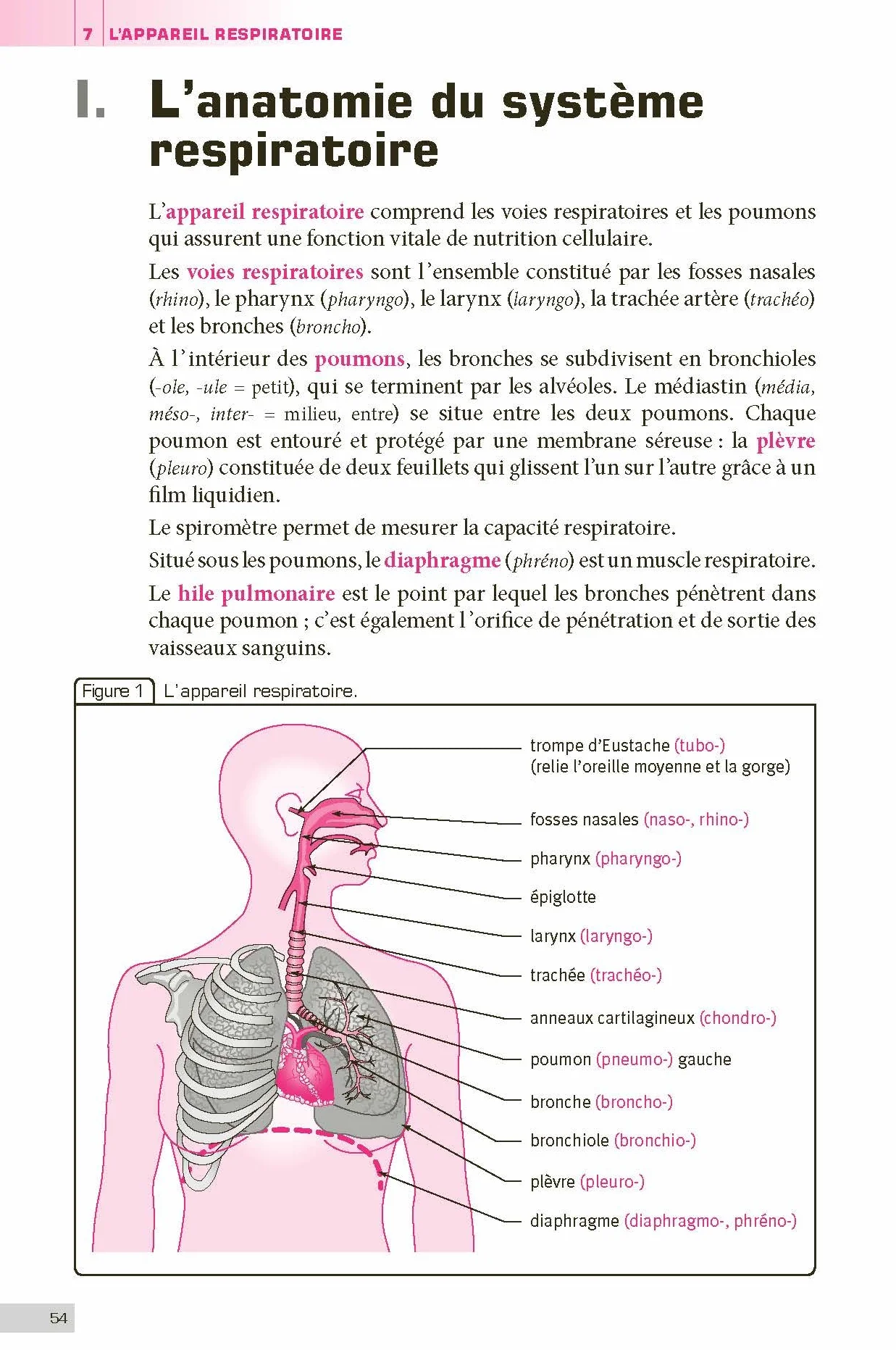 Terminologie médicale et physiopathologie - Ouvrage de référence