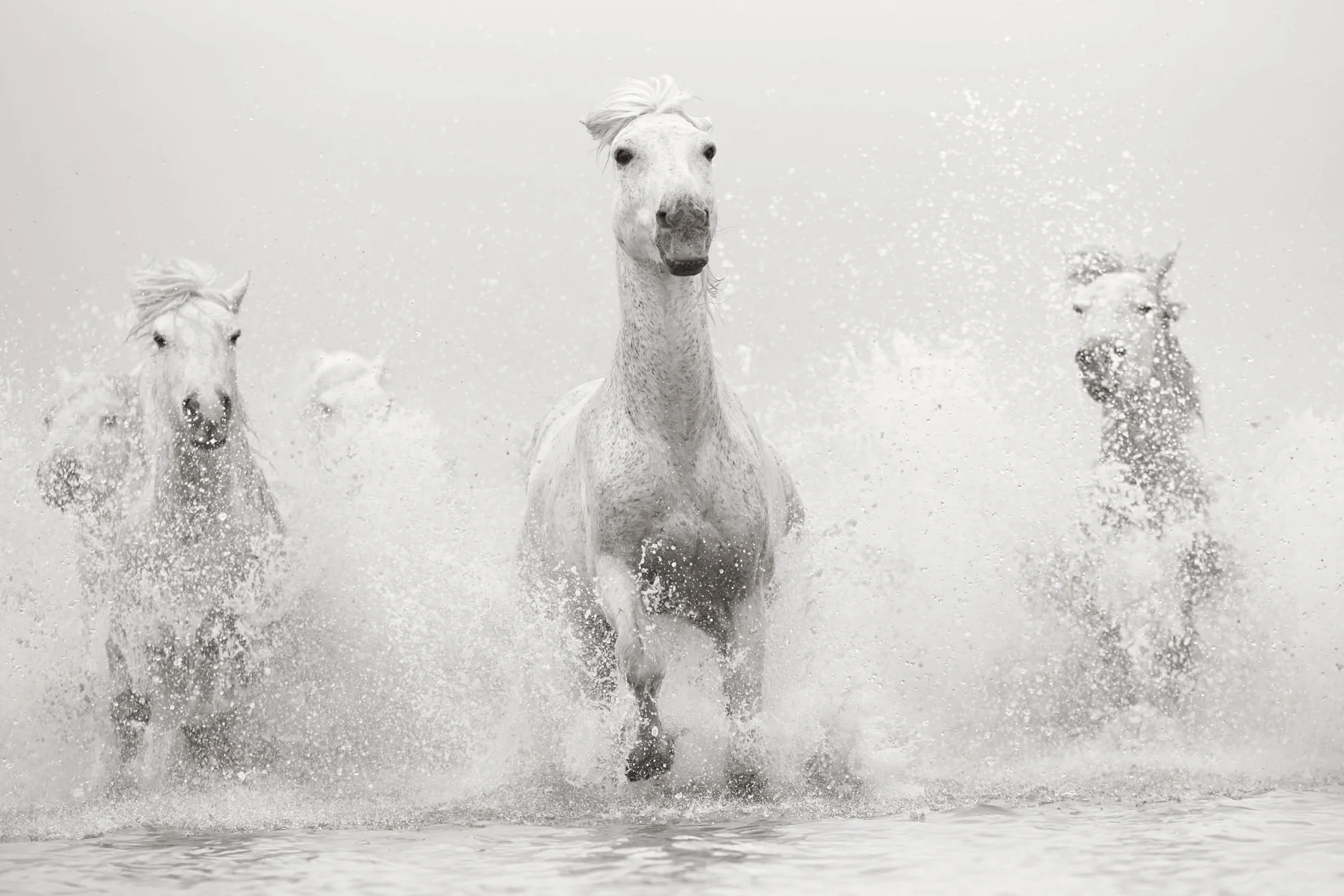 Untamed Spirits: Horses from Around the World /anglais/allemand