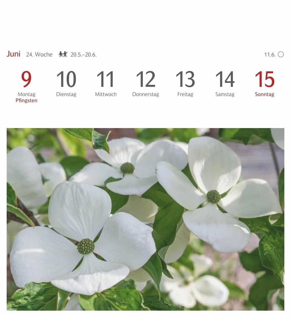 Blumenpracht Postkartenkalender 2025 - Wochenkalender mit 53 Postkarten: Kalender mit 53 traumhaften Fotos von Blumensträußen und Blüten. Blumen-Kalender 2025 mit Postkarten