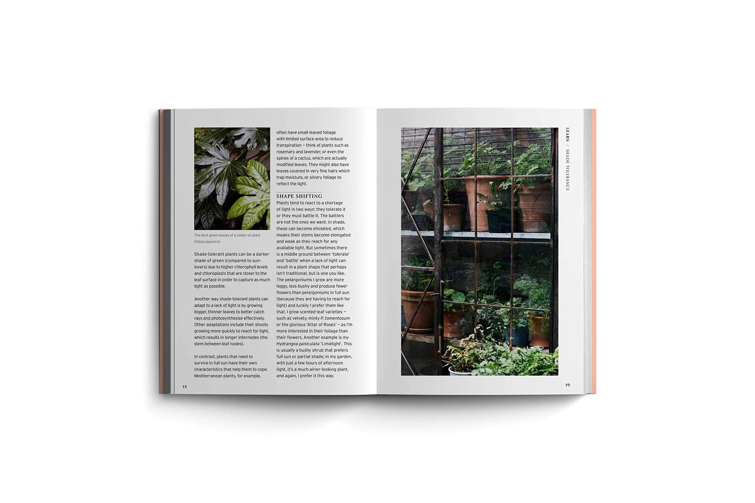 Shade (Bloom's Gardener Guide) /anglais: Bloom Gardener's Guide: Work with the Light, Grow the Right Plants, Bring Dark Corners to Life: 2