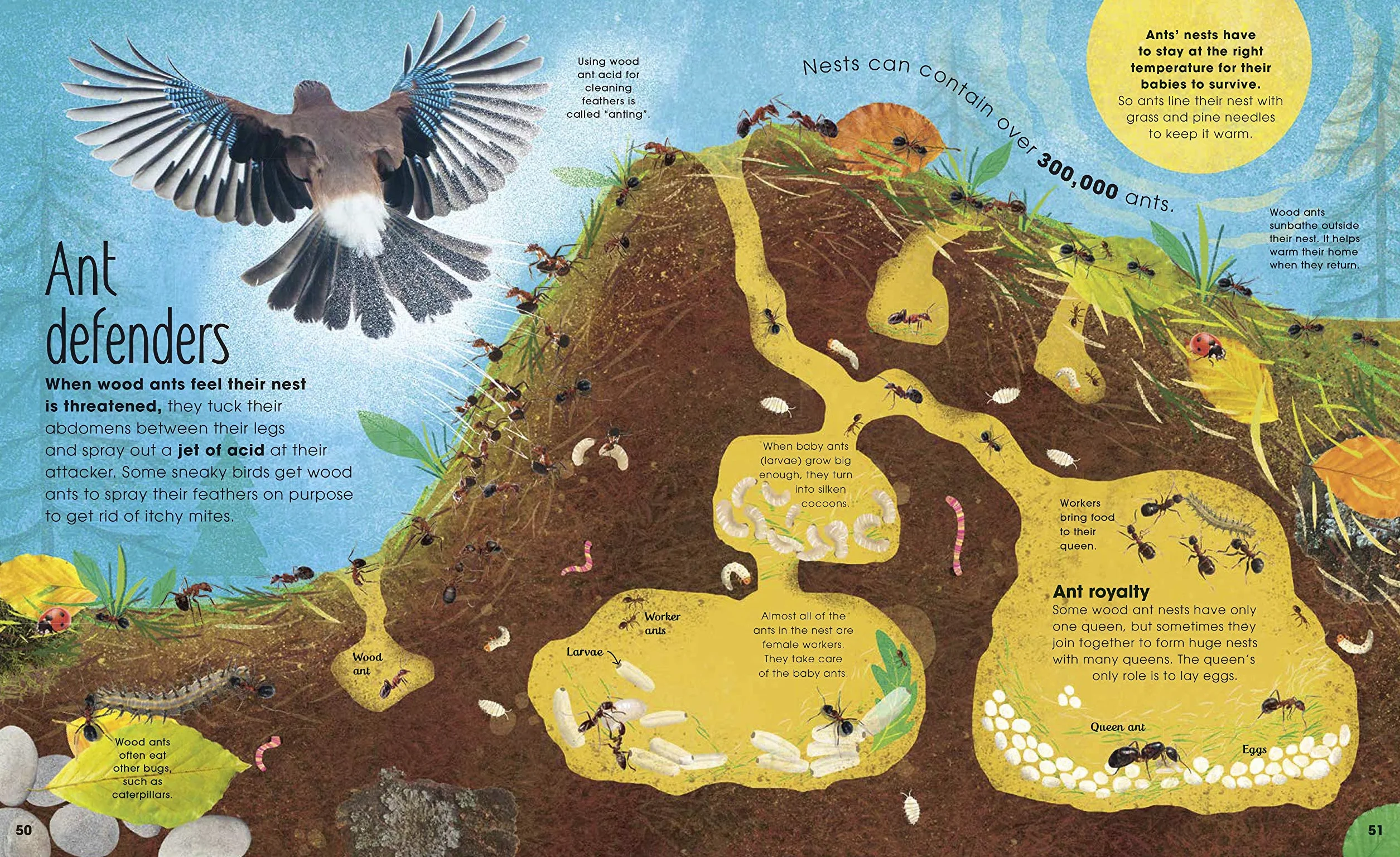 The Book of Brilliant Bugs (The Magic and Mystery of Nature)