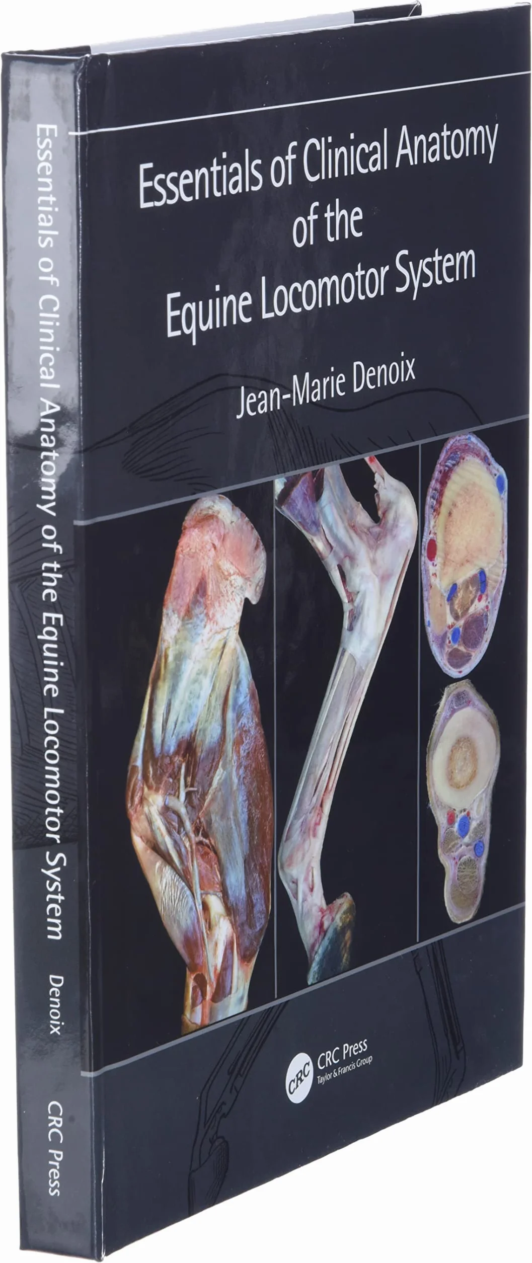 Essentials of Clinical Anatomy of the Equine Locomotor System