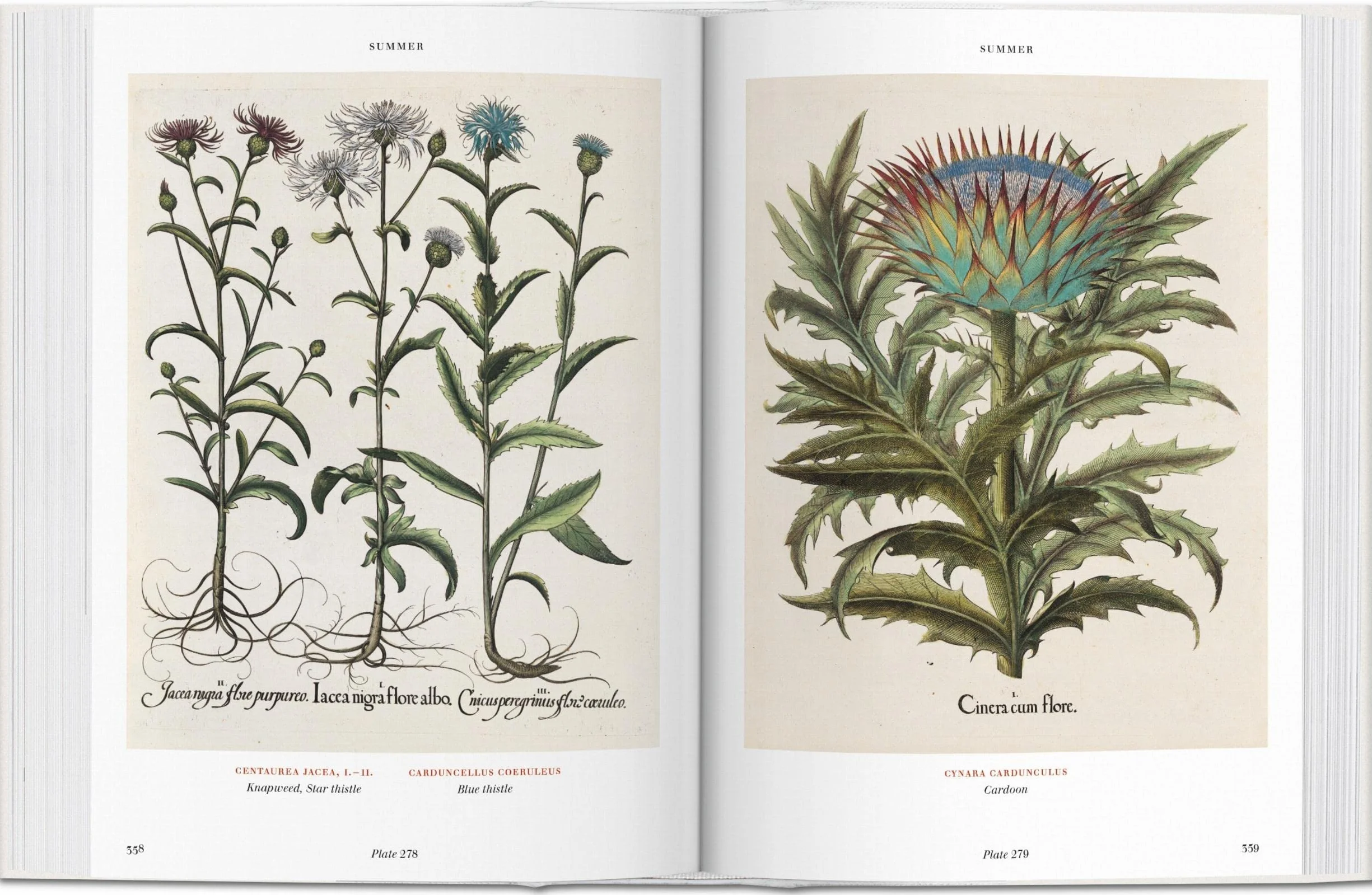 Basilius beslers florilegium. the book of plants-anglais: Bu