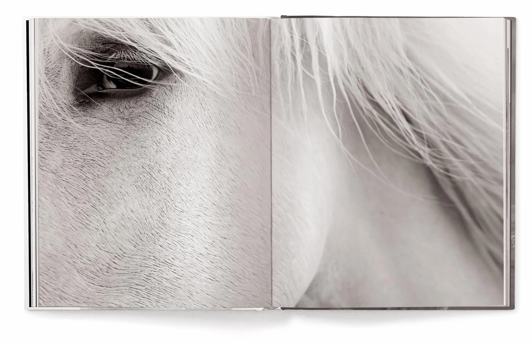 Untamed Spirits: Horses from Around the World /anglais/allemand