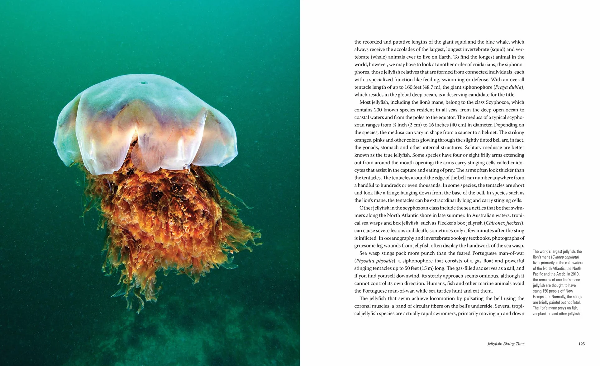 Creatures of the Deep: In Search of the Sea's Monsters and the World They Live in