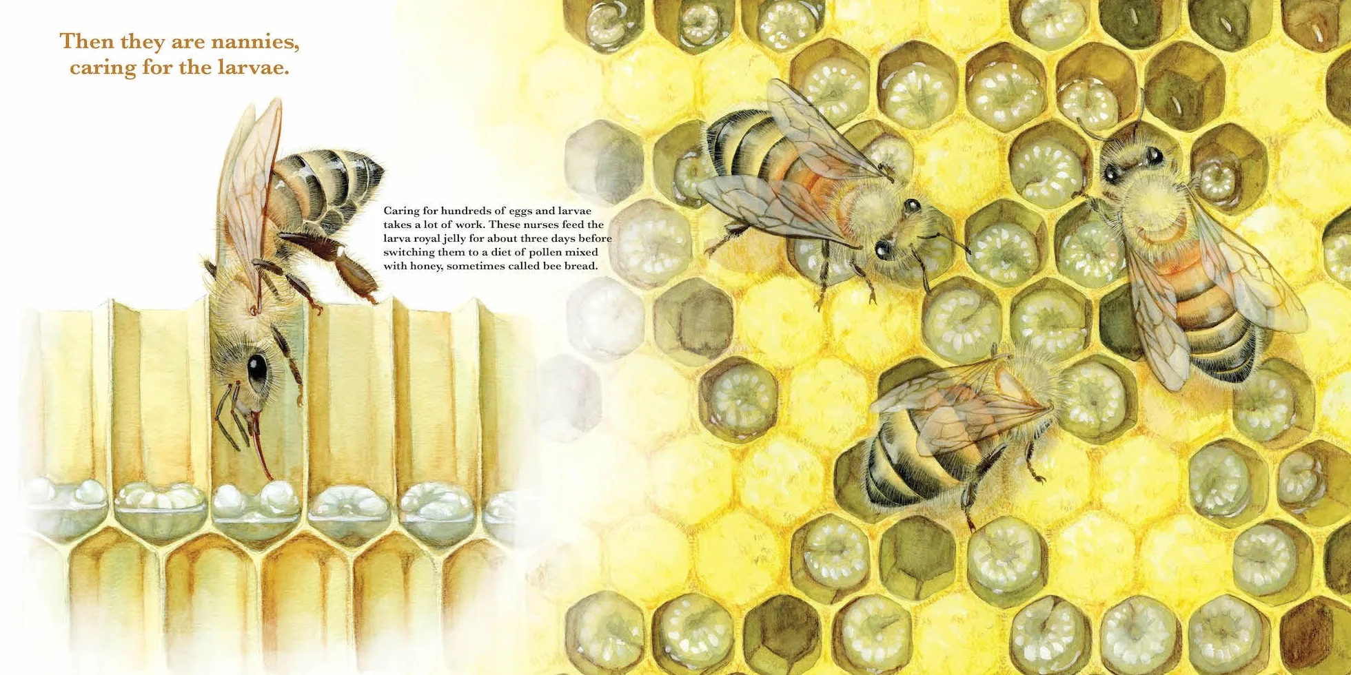 They Work: Honey Bees, Nature's Pollinators