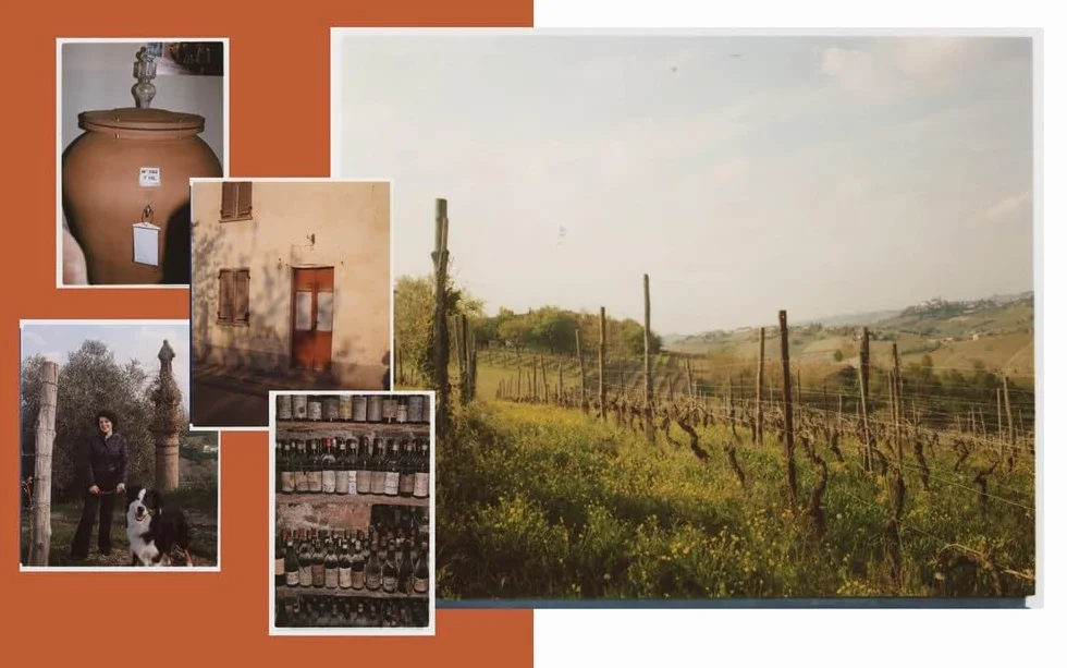 Italian Wine: The History, Regions, and Grapes of an Iconic Wine Country