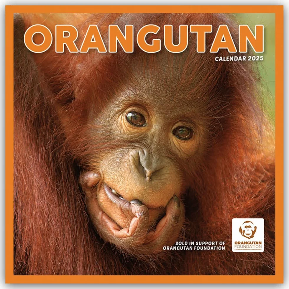 Orangutan – Orang-Utan 2025 – Wand-Kalender: Original Carousel-Kalender [Mehrsprachig] [Kalender]