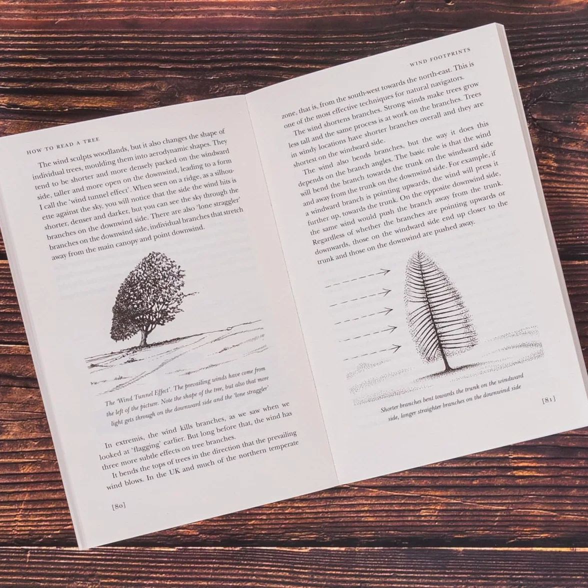 How to Read a Tree: A must-have for all nature lovers - perfect reading for your springtime adventures