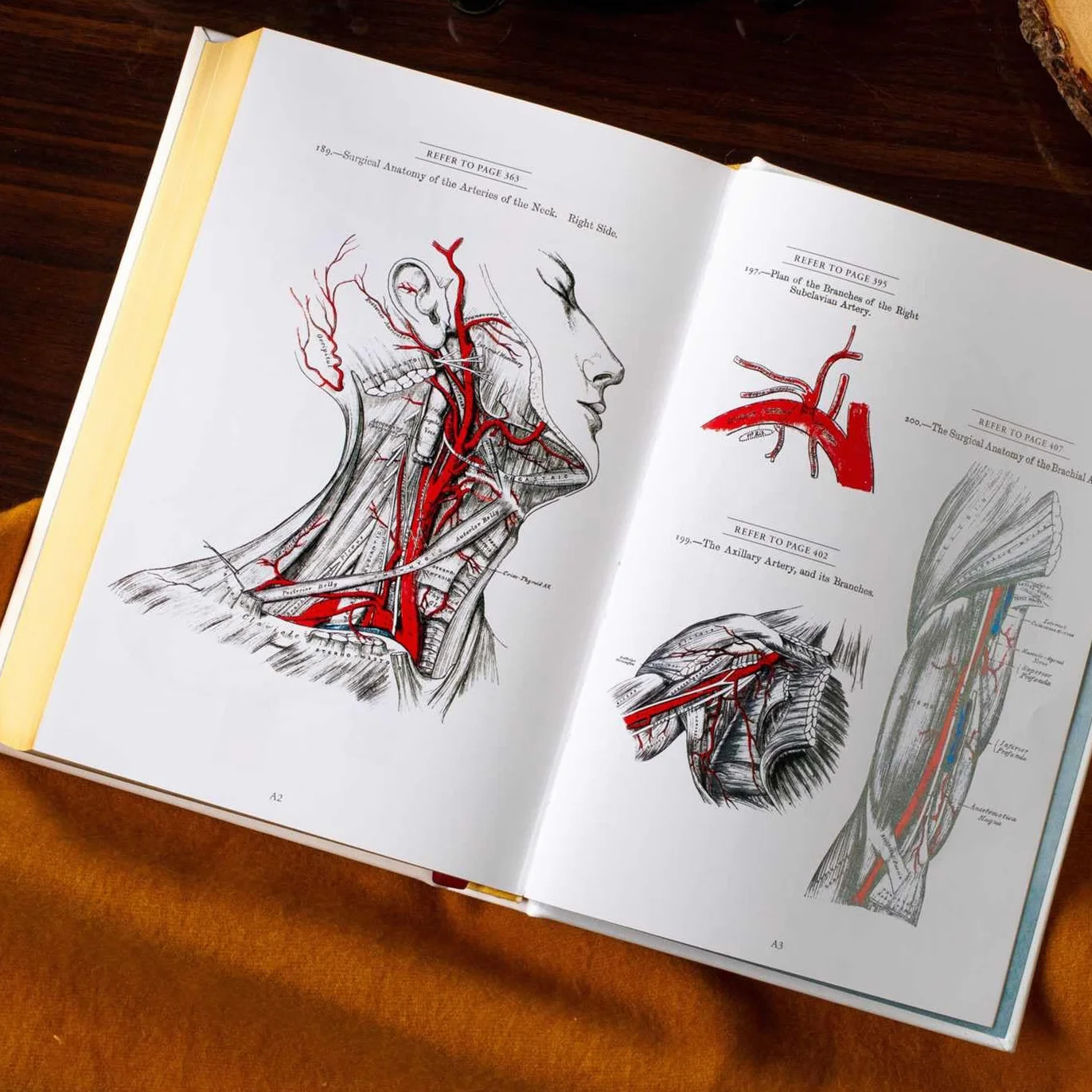 Gray's Anatomy: Anatomy Descriptive and Surgical