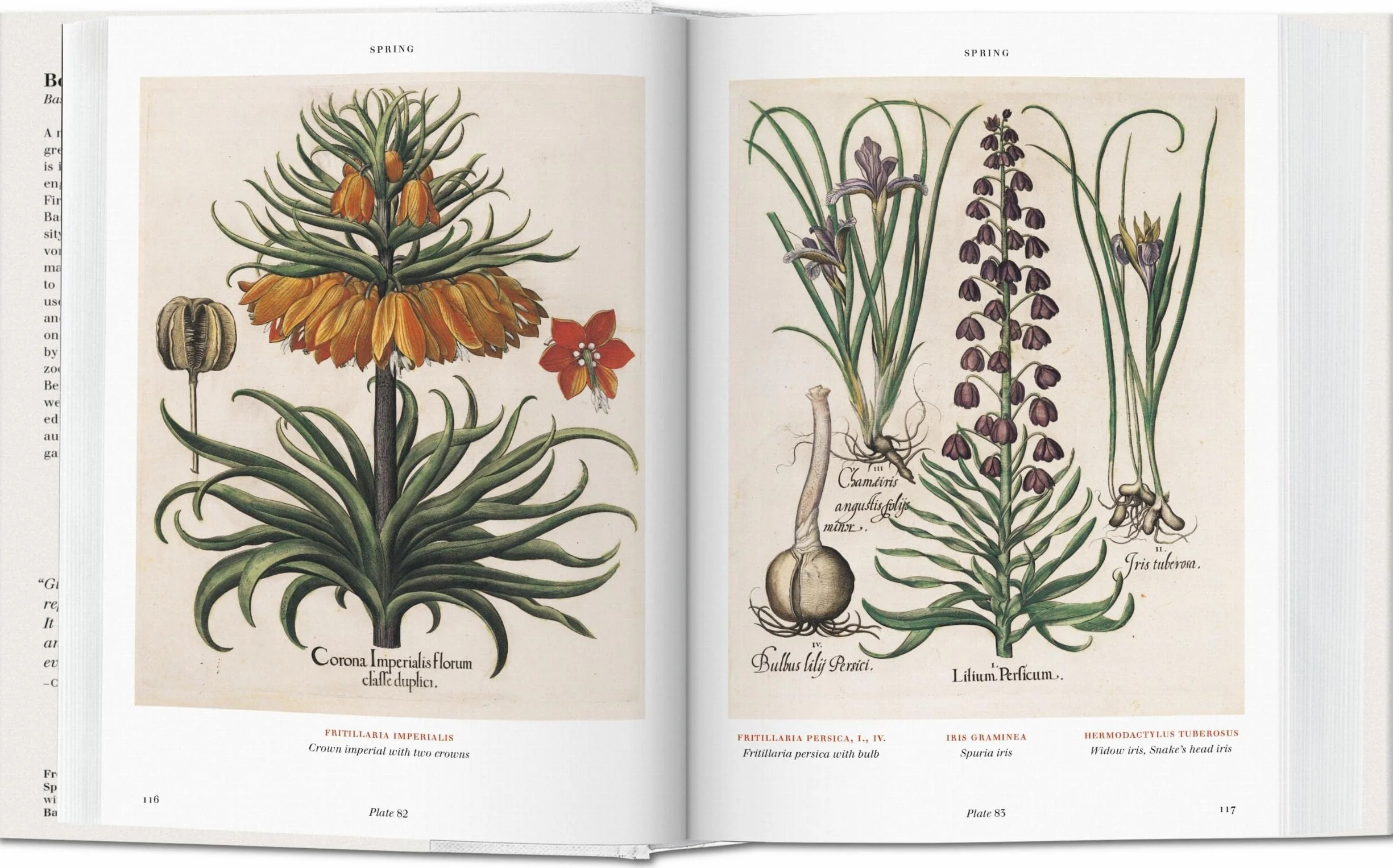 Basilius beslers florilegium. the book of plants-anglais: Bu
