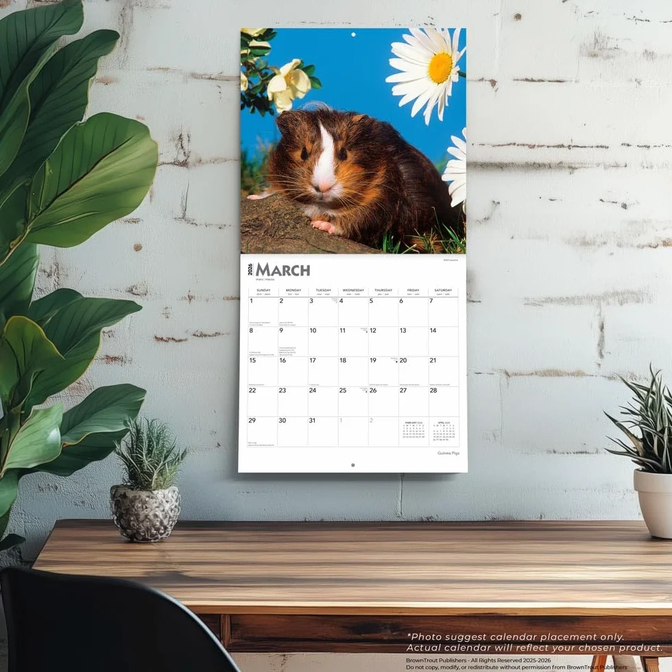 Guinea Pigs – Meerschweinschen 2026 – 16-Monatskalender: Original BrownTrout-Kalender [Mehrsprachig] [Kalender]