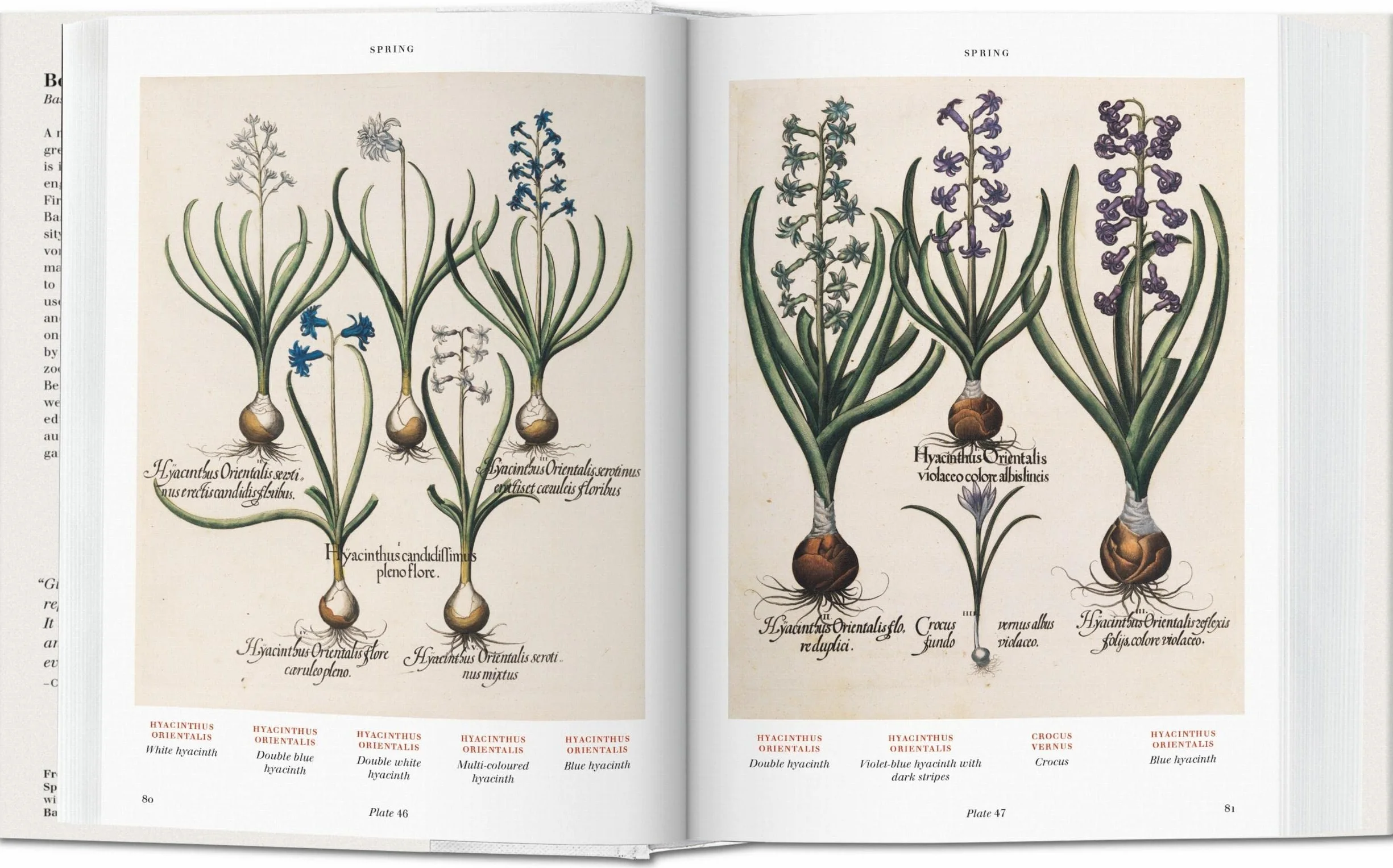 Basilius beslers florilegium. the book of plants-anglais: Bu