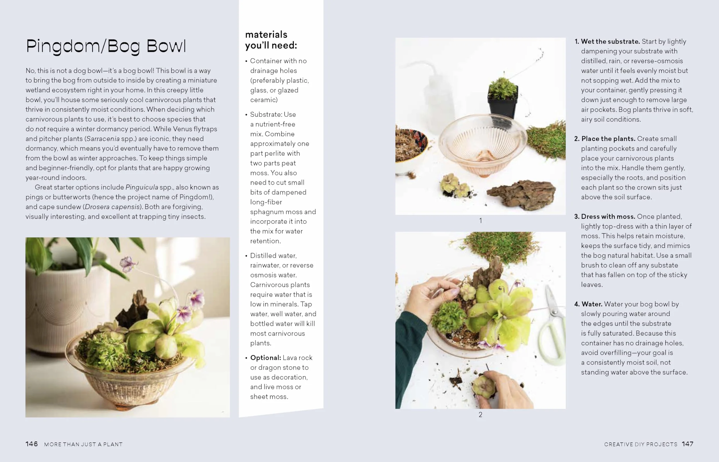 More Than Just a Plant: How to Care for Your Plants as They Care for You