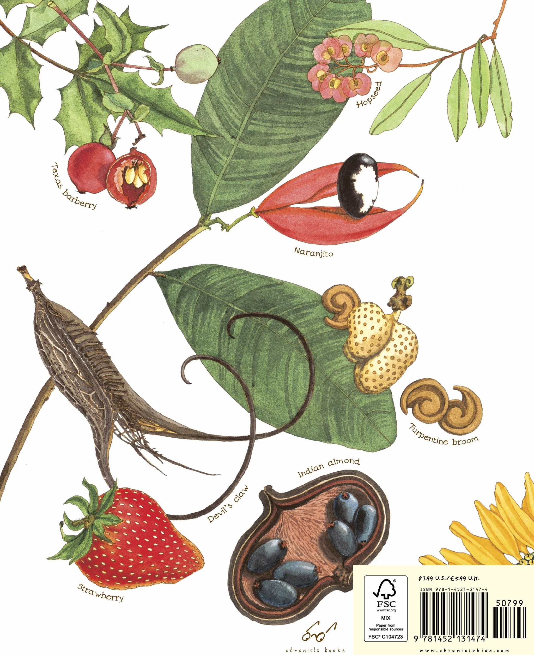 A Seed Is Sleepy: (Nature Books for Kids, Environmental Science for Kids) (Sylvia Long)