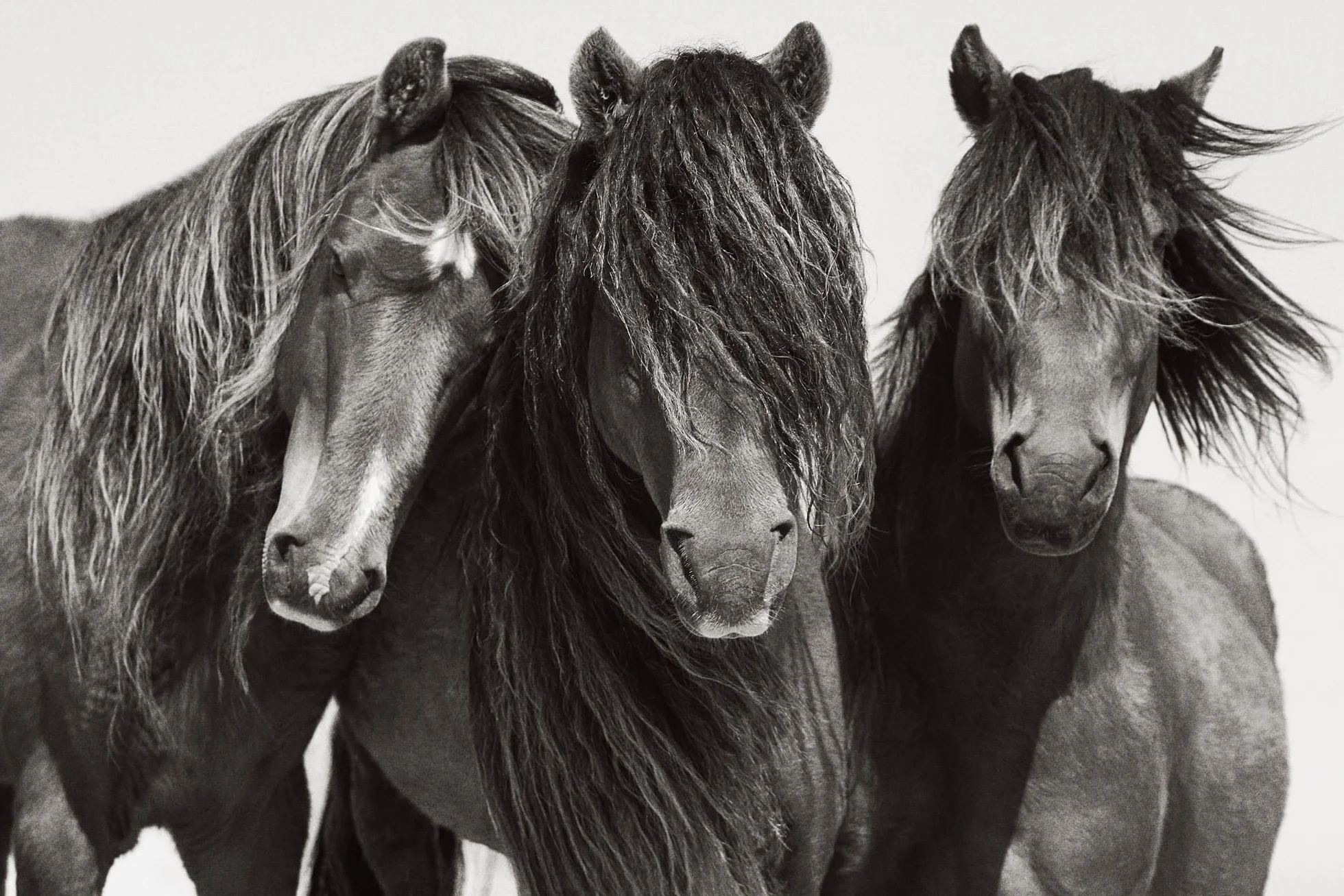 Untamed Spirits: Horses from Around the World /anglais/allemand
