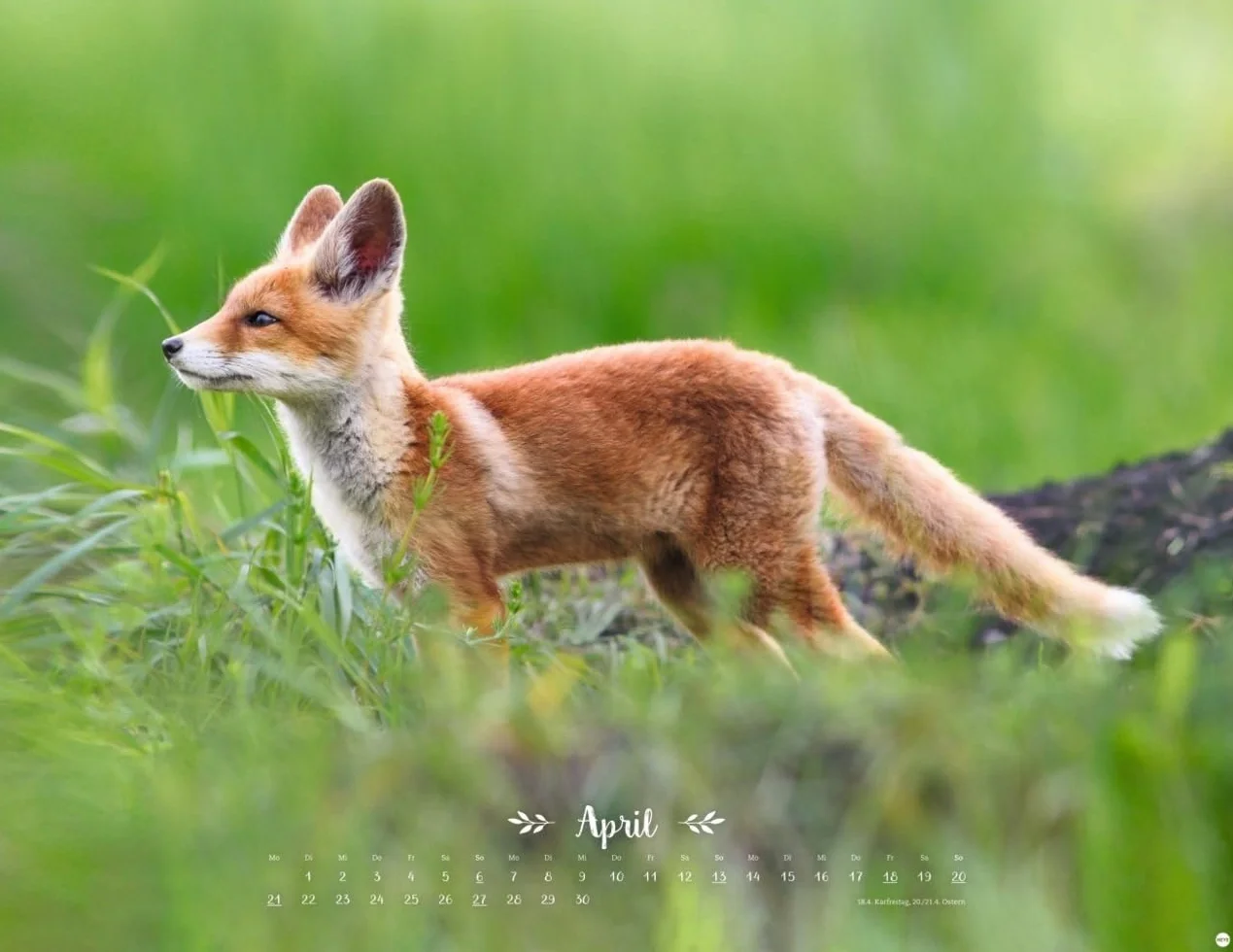 Vadim Trunov: Märchenhaftes Waldleben Posterkalender 2025: Naturkalender 2025 gestaltet mit Bildern des Naturfotografen Vadim Trunov. Fotokalender 2025 im Querformat. 44 x 34 cm.