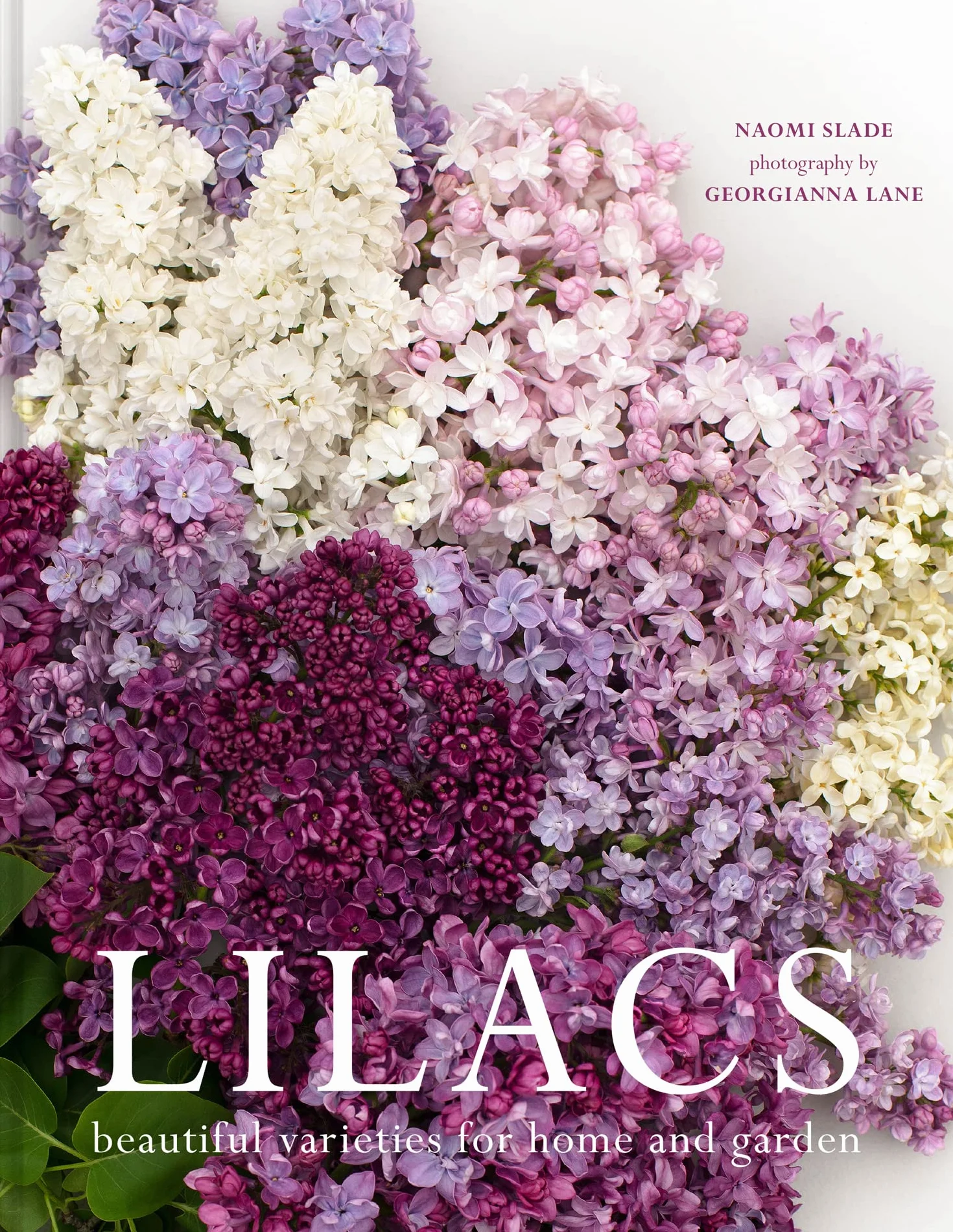 Lilacs: The ultimate flower guide for growing, flowering and cutting varieties for the home and gardening