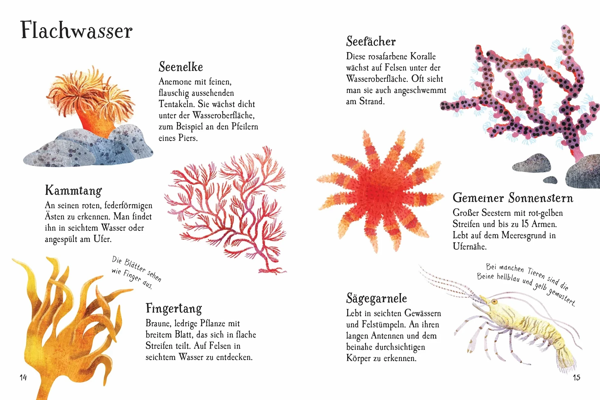 Usborne Minis Naturführer: Am Meer