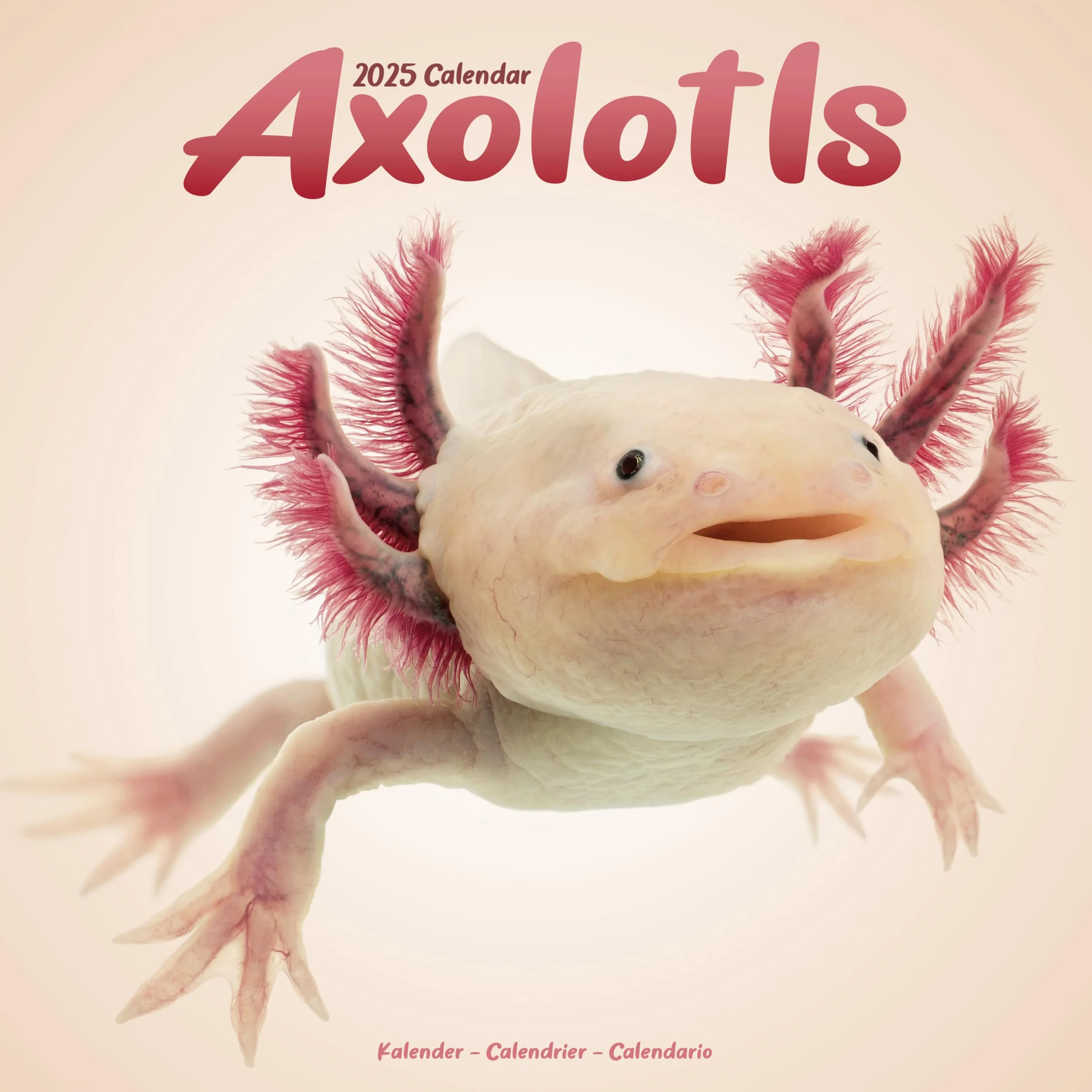 Axolotls Calendar 2025 Square Animal Wall Calendar - 16 Month: Original Avonside-Kalender [Mehrsprachig] [Kalender]