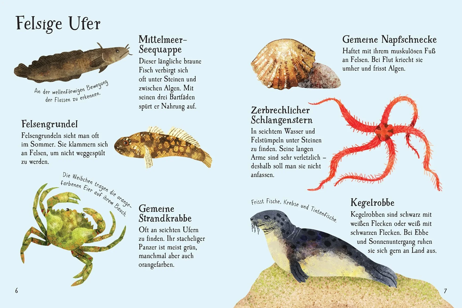 Usborne Minis Naturführer: Am Meer