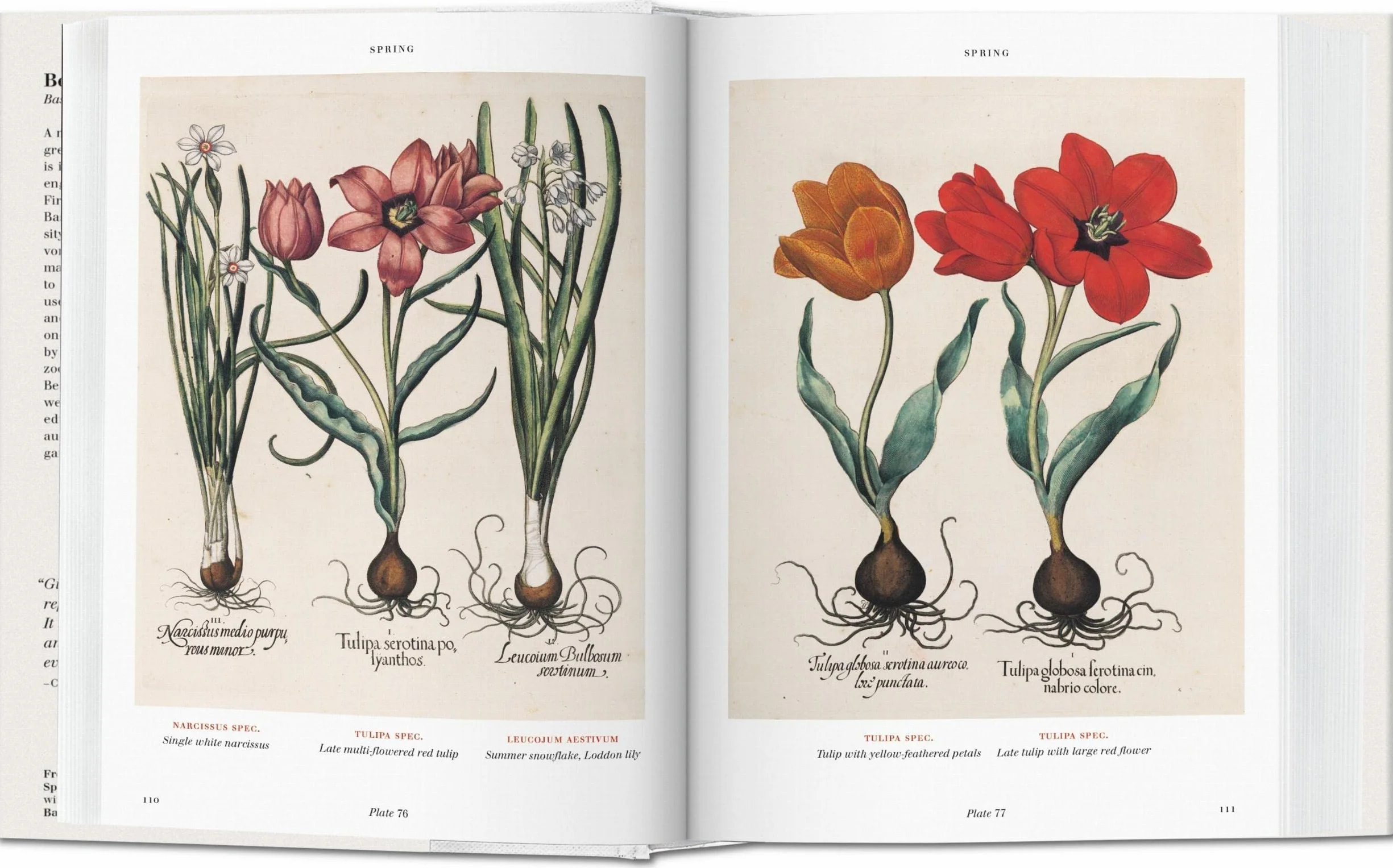 Basilius beslers florilegium. the book of plants-anglais: Bu