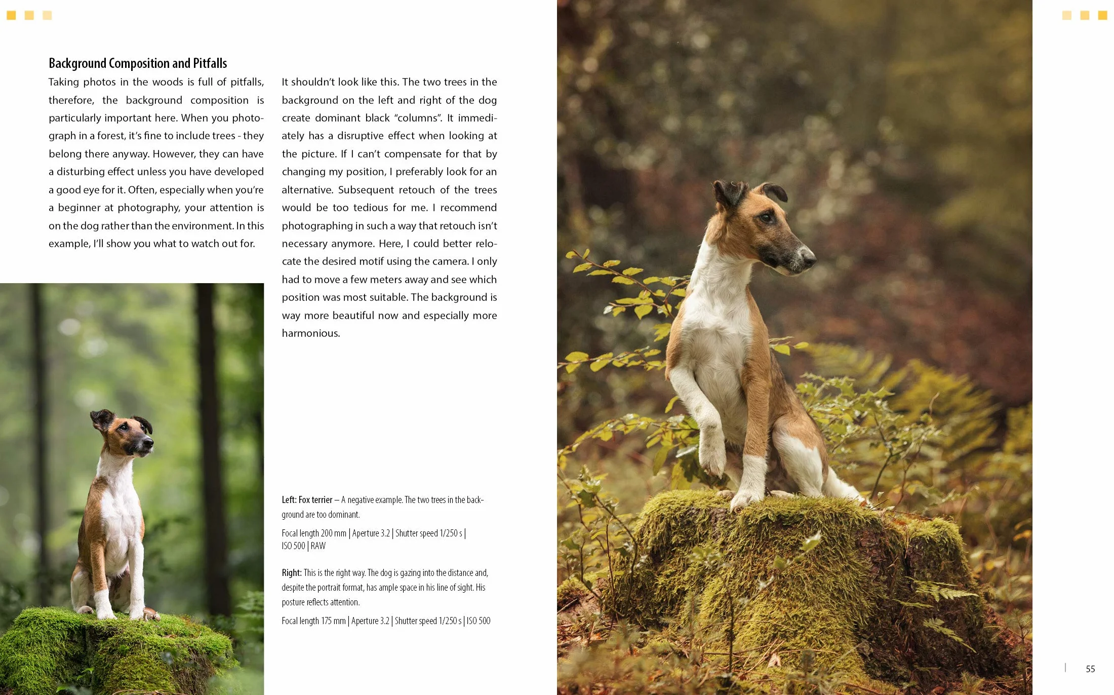 Dog Photography - Shooting with Bow "Wow" Effect