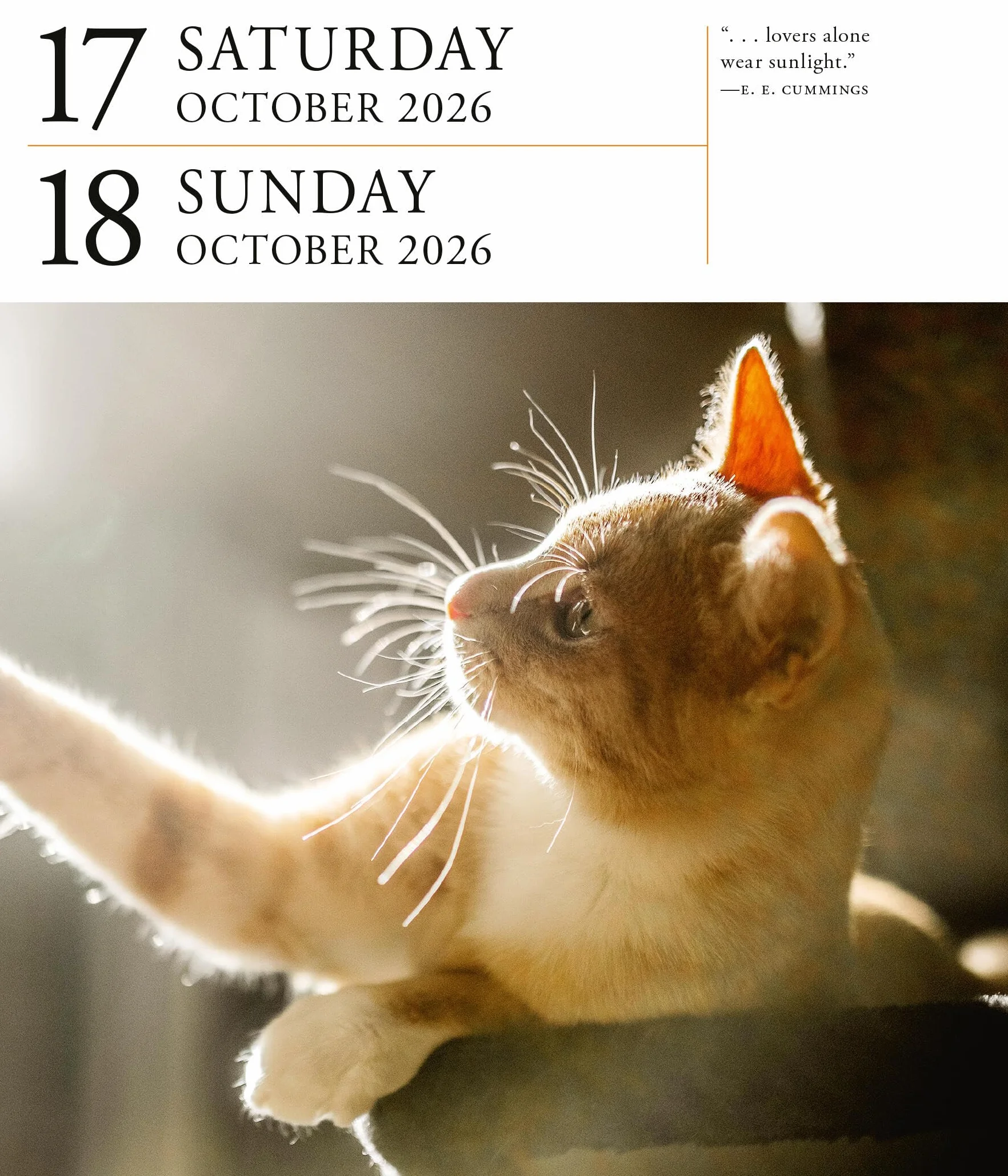 Cat Page-A-Day® Gallery Calendar 2026: A Delightful Gallery of Cats for Your Desktop