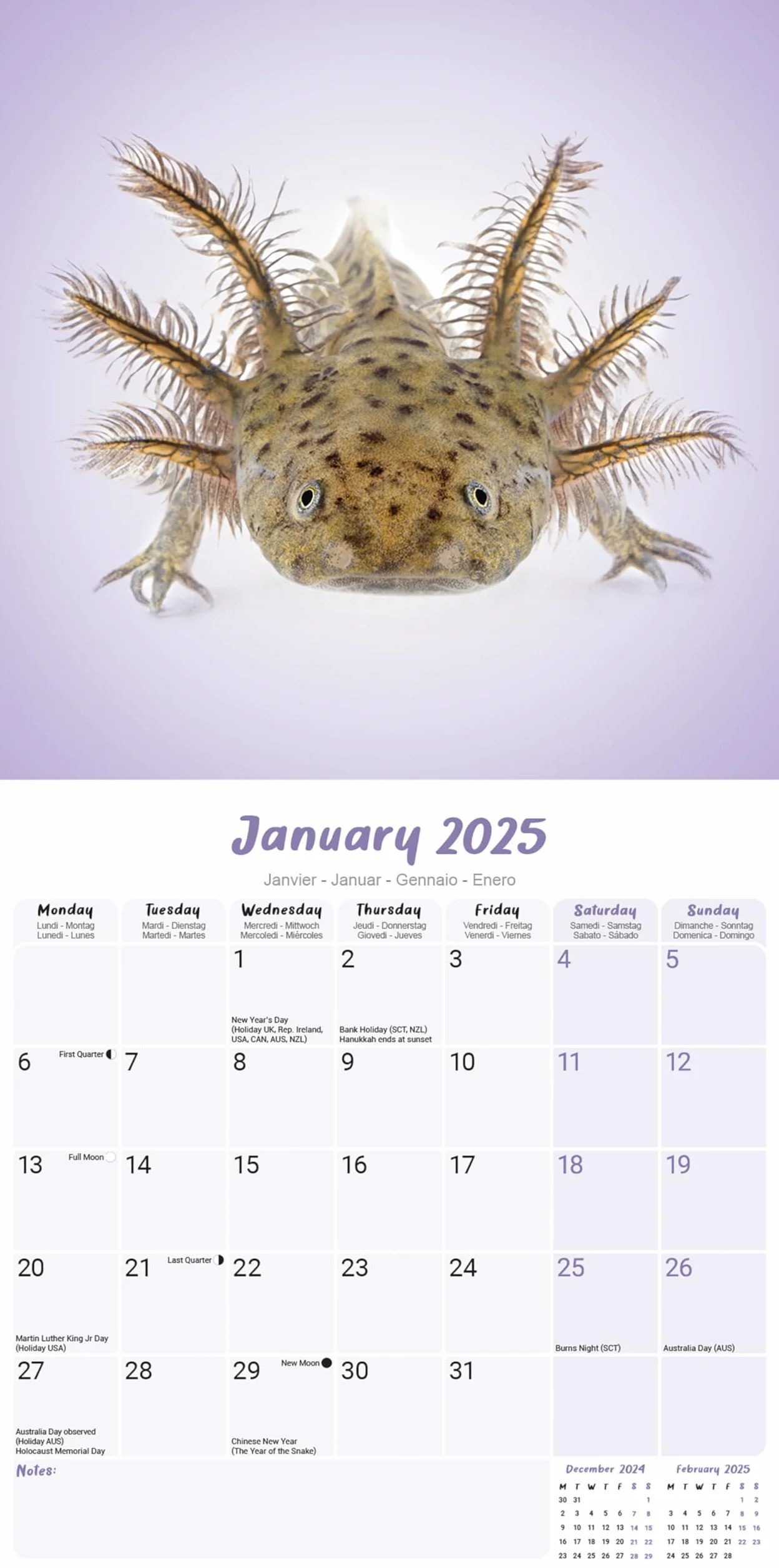 Axolotls Calendar 2025 Square Animal Wall Calendar - 16 Month: Original Avonside-Kalender [Mehrsprachig] [Kalender]