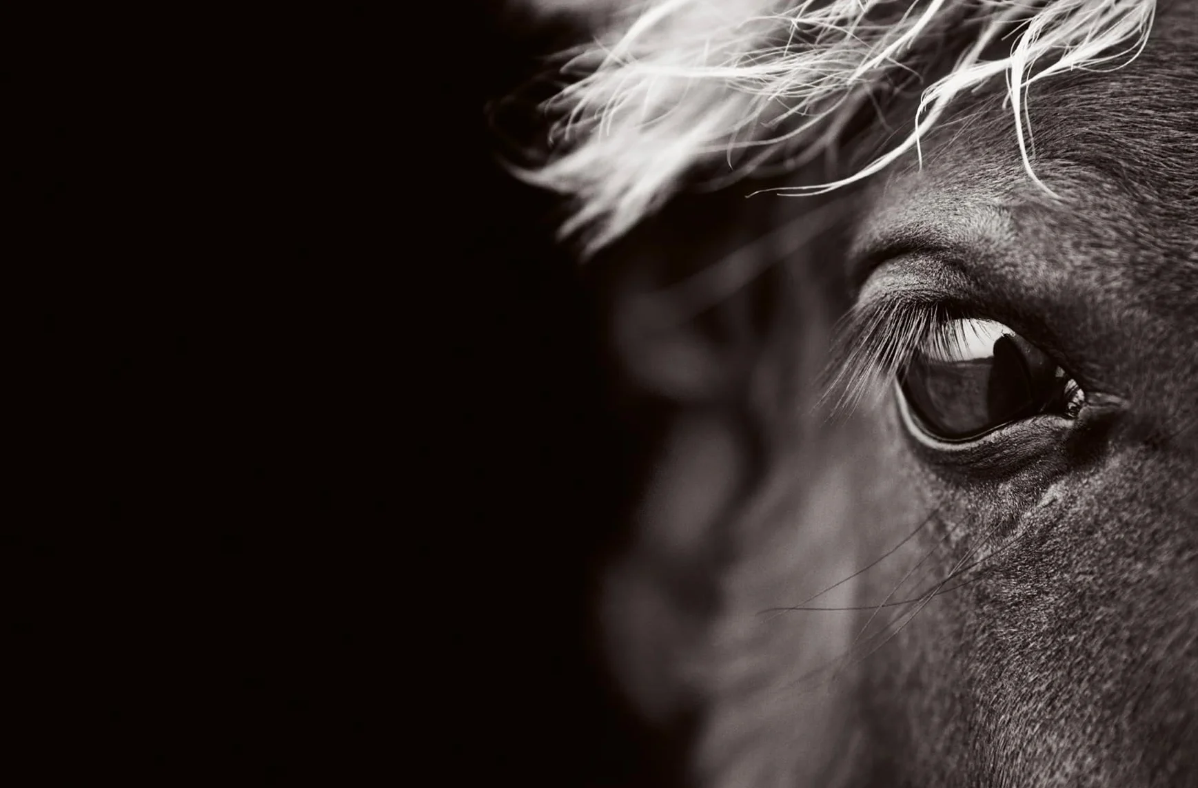 Untamed Spirits: Horses from Around the World /anglais/allemand