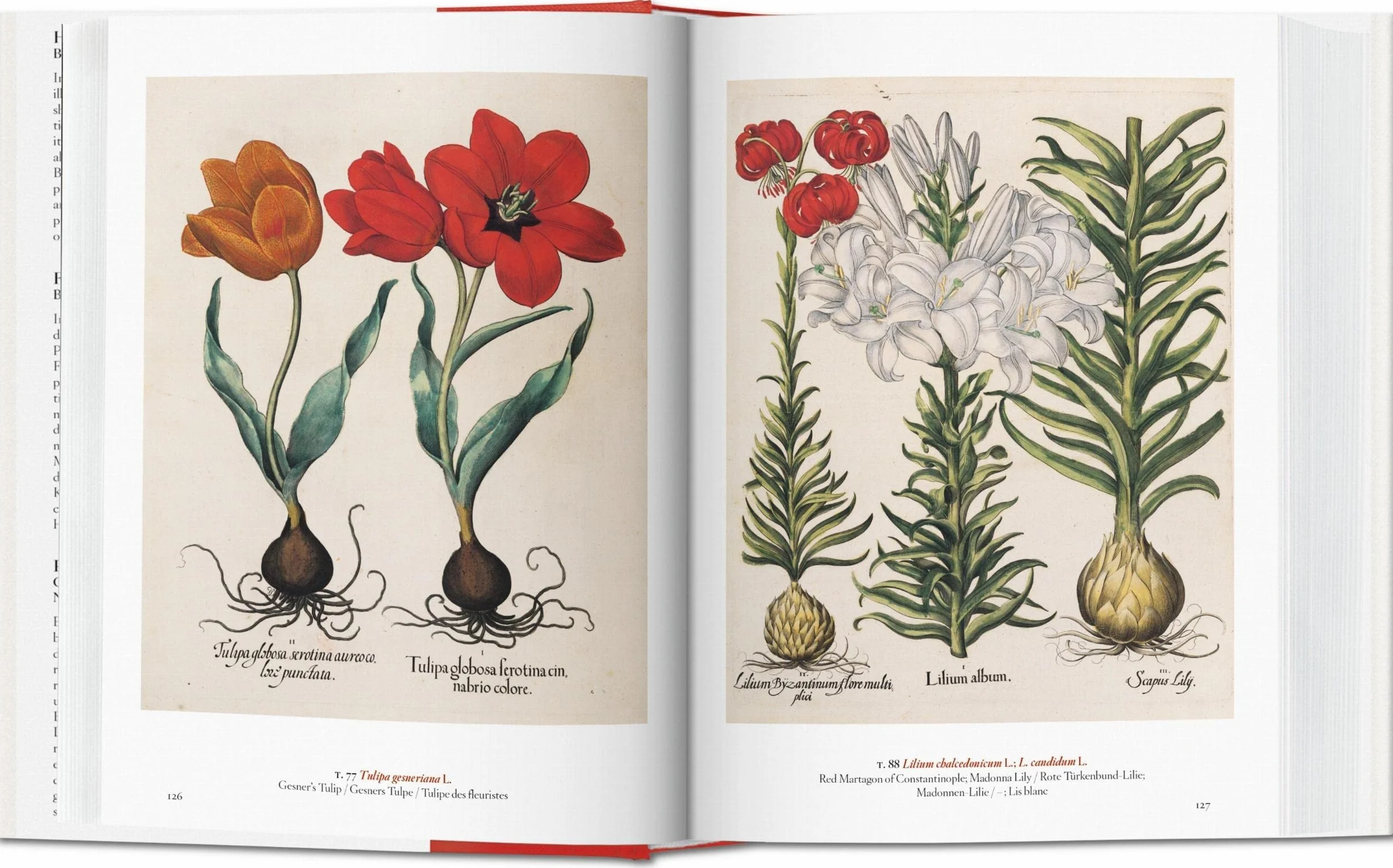 A Garden Eden: Masterpieces of Botanical Illustration: Masterpieces of Botanical Illustration. 45th Ed.