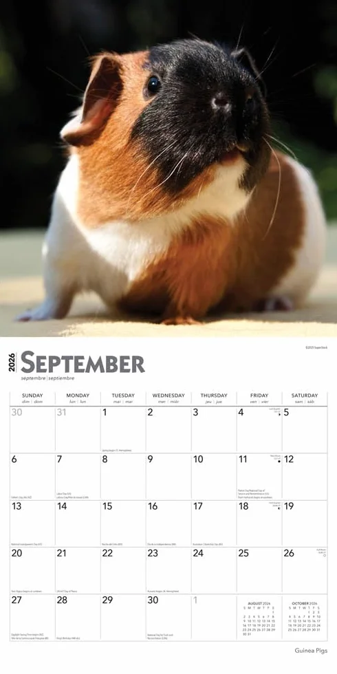 Guinea Pigs – Meerschweinschen 2026 – 16-Monatskalender: Original BrownTrout-Kalender [Mehrsprachig] [Kalender]