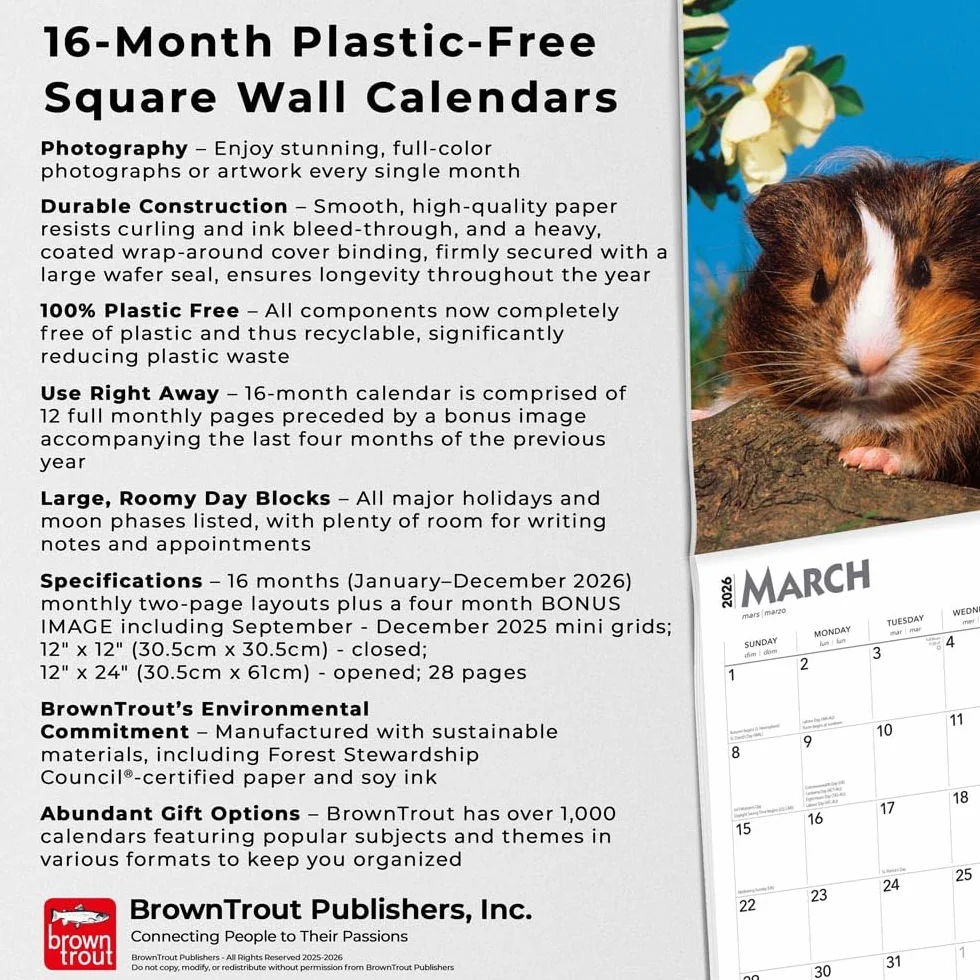 Guinea Pigs – Meerschweinschen 2026 – 16-Monatskalender: Original BrownTrout-Kalender [Mehrsprachig] [Kalender]
