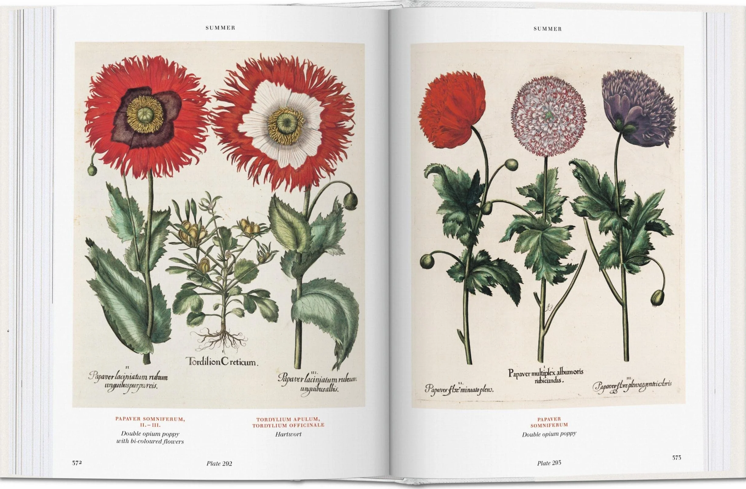 Basilius beslers florilegium. the book of plants-anglais: Bu