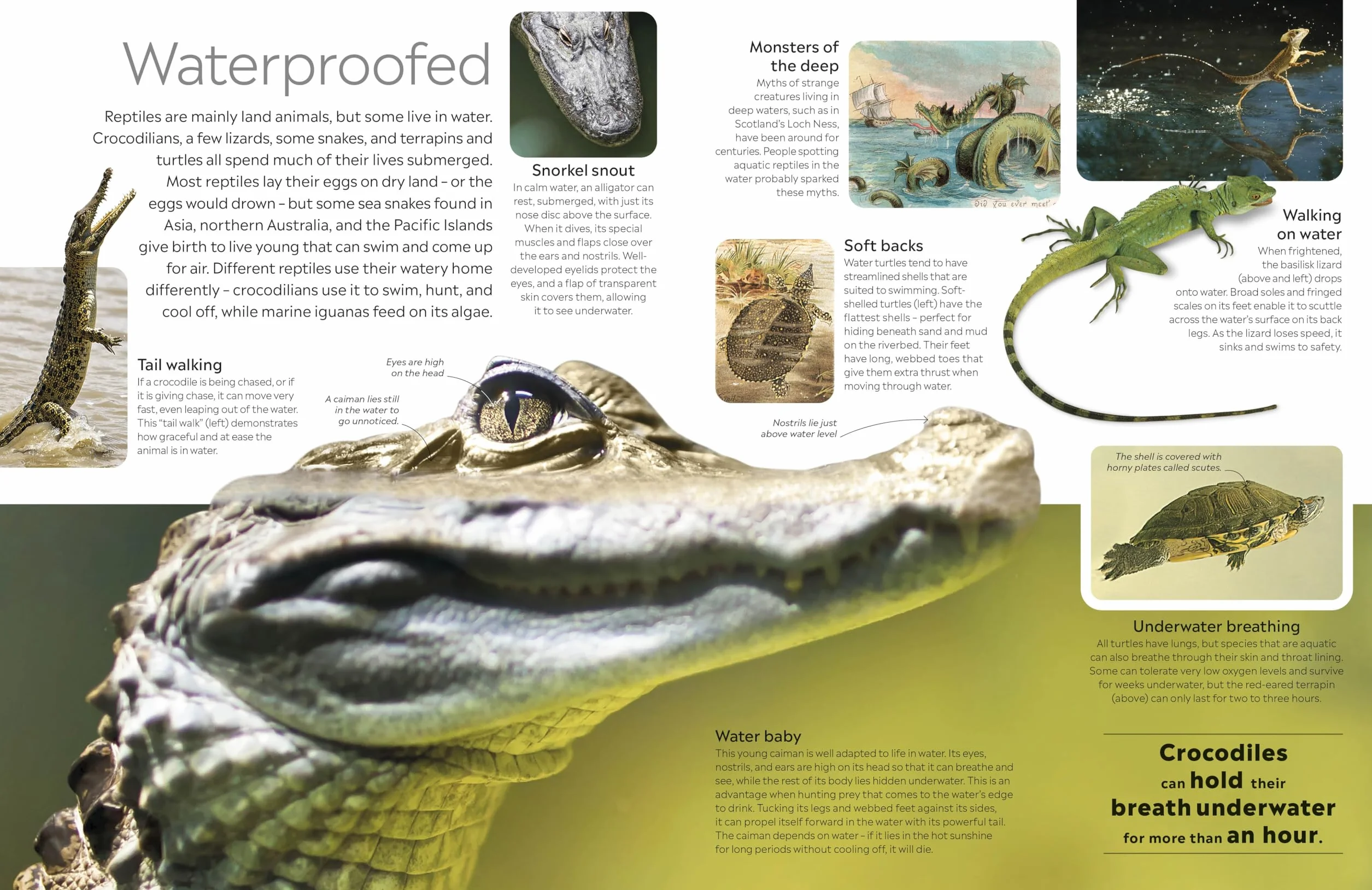 Reptile: DK Eyewitness