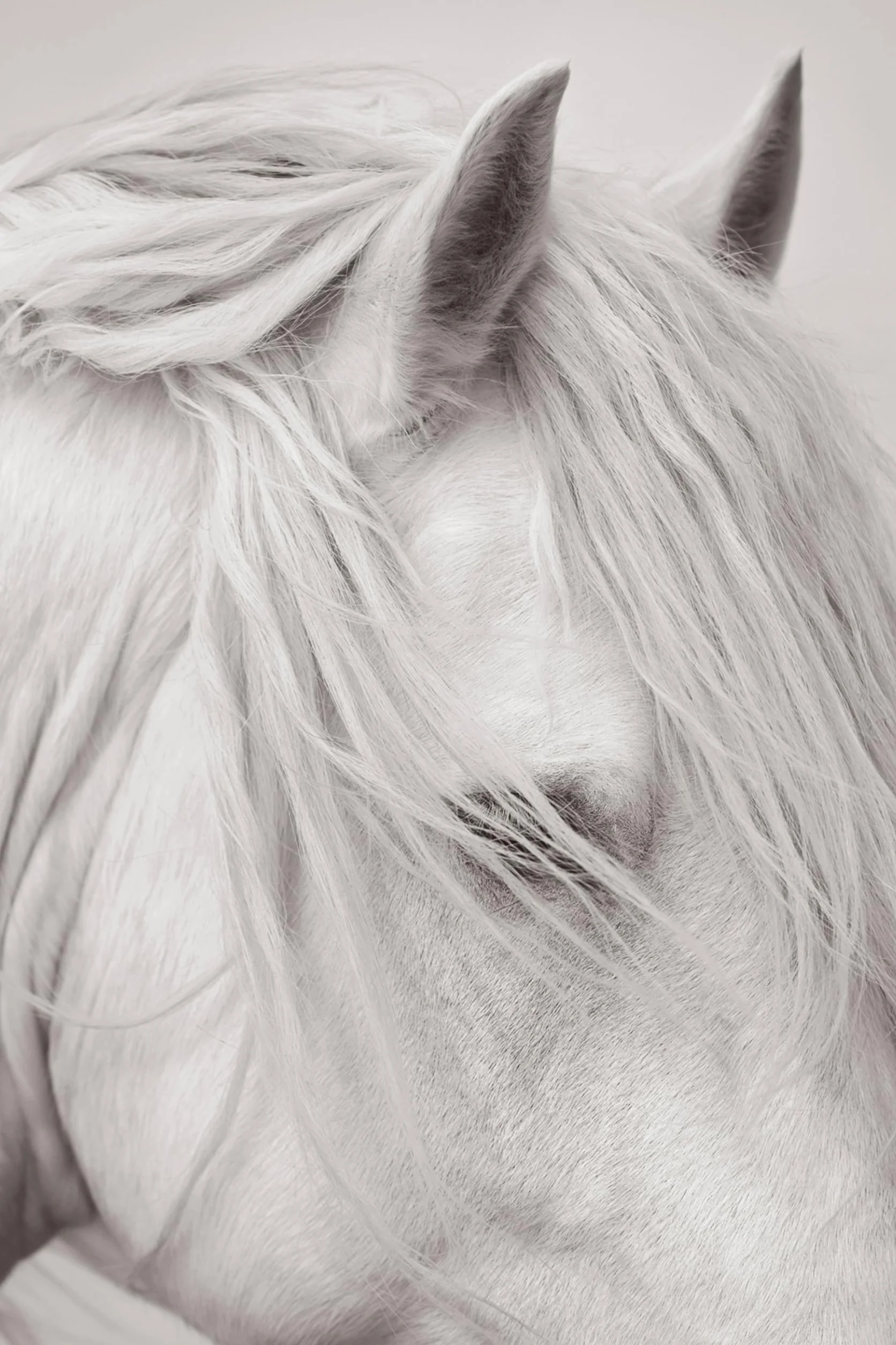 Untamed Spirits: Horses from Around the World /anglais/allemand