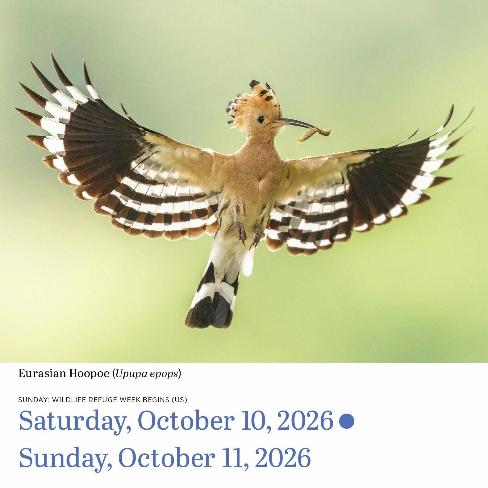 Audubon Birds Page-A-Day(r) Calendar 2026: The World's Favorite Bird Calendar
