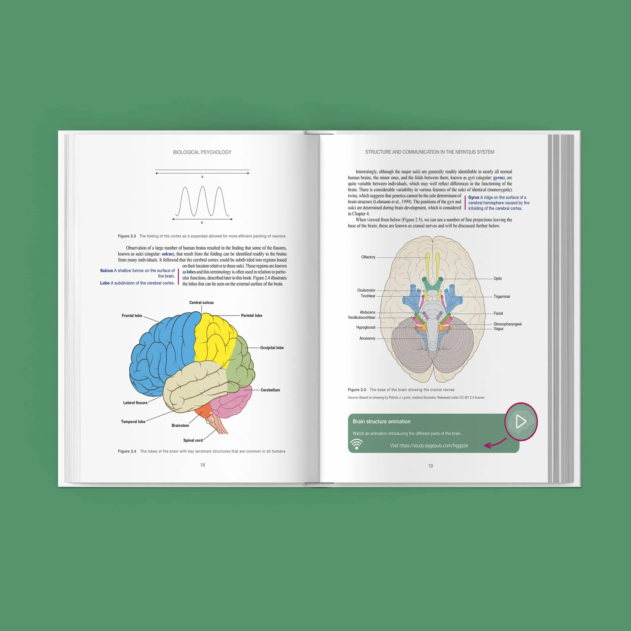Biological Psychology