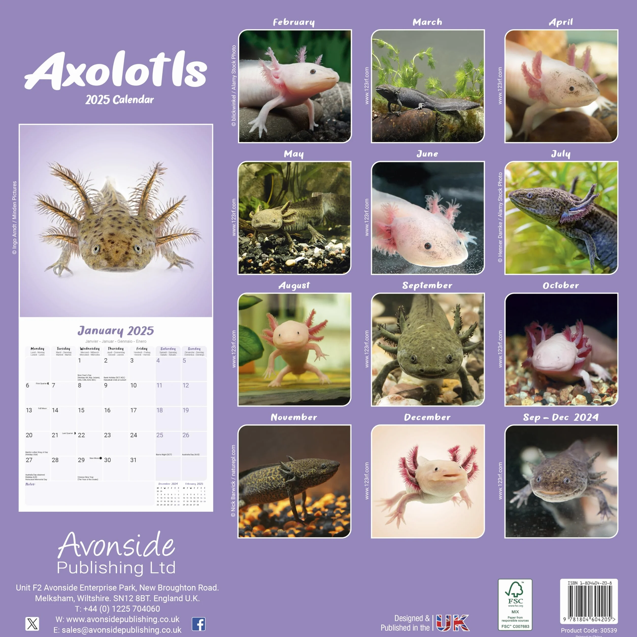 Axolotls Calendar 2025 Square Animal Wall Calendar - 16 Month: Original Avonside-Kalender [Mehrsprachig] [Kalender]