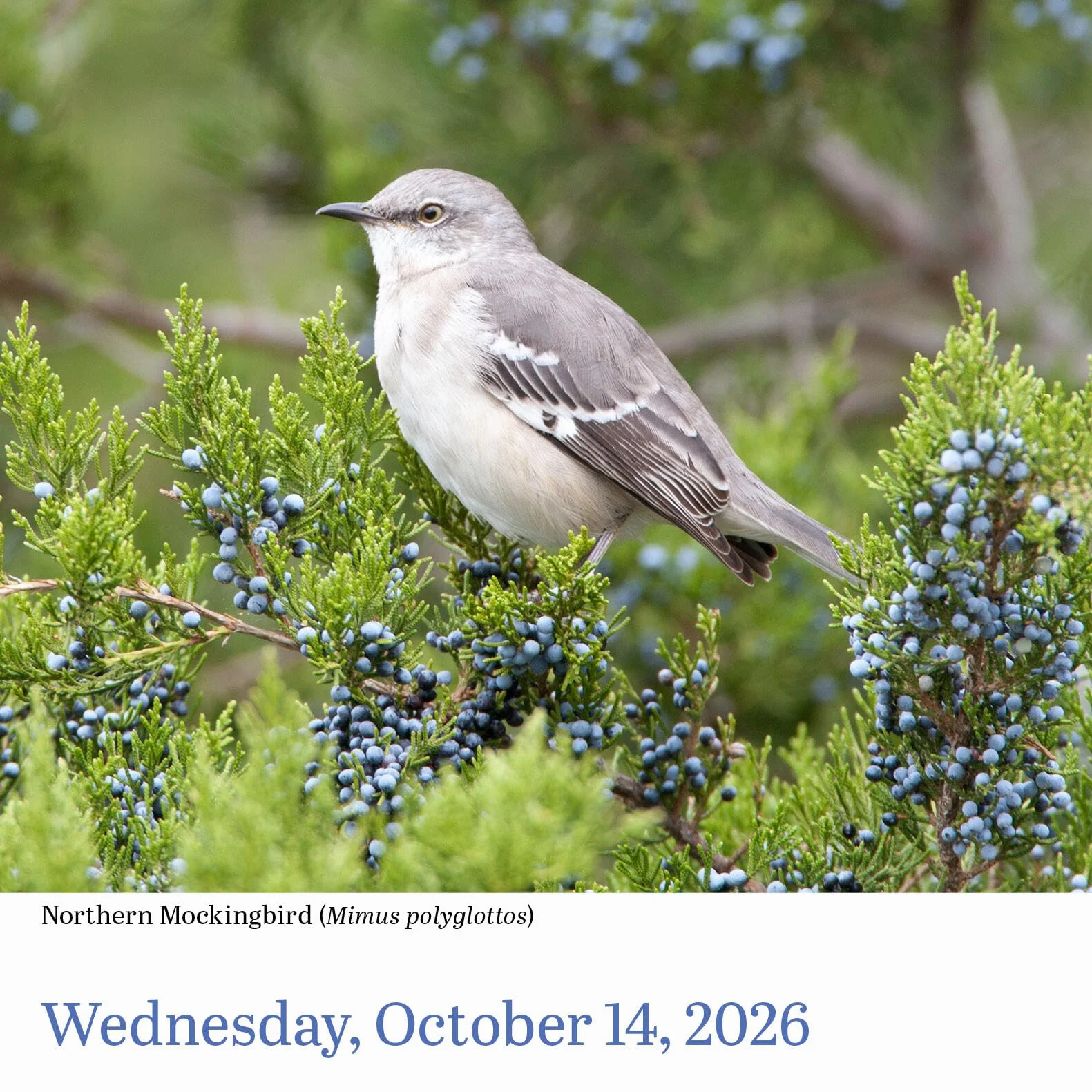 Audubon Birds Page-A-Day(r) Calendar 2026: The World's Favorite Bird Calendar