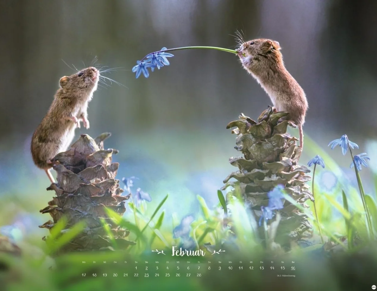 Vadim Trunov: Märchenhaftes Waldleben Posterkalender 2025: Naturkalender 2025 gestaltet mit Bildern des Naturfotografen Vadim Trunov. Fotokalender 2025 im Querformat. 44 x 34 cm.