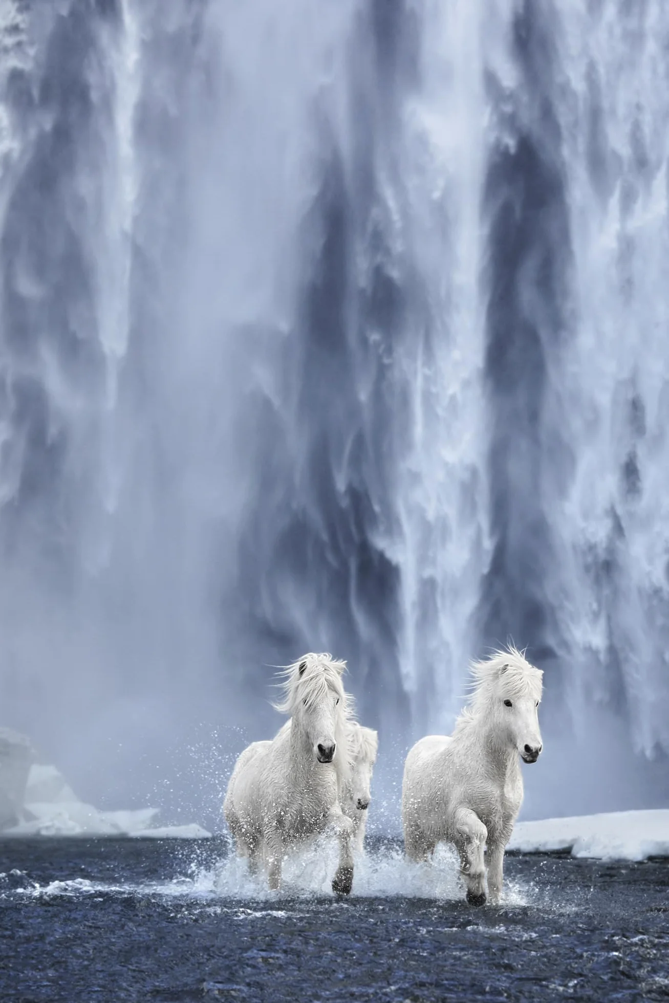 Untamed Spirits: Horses from Around the World /anglais/allemand