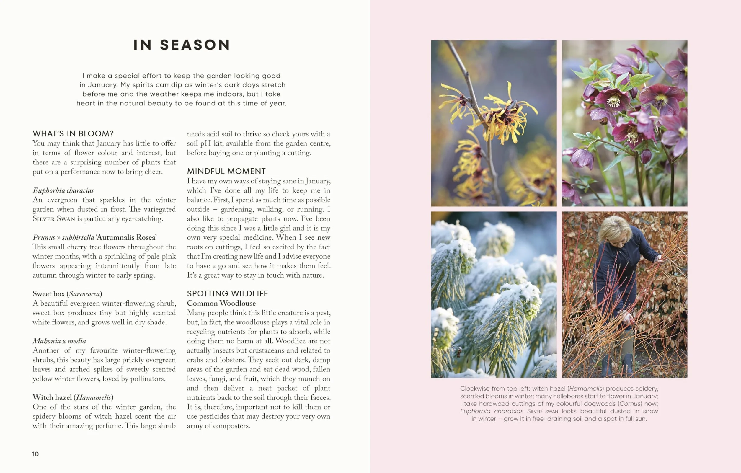 The Money-Saving Garden Year: A Month-by-month Guide to a Great Garden that Costs Less