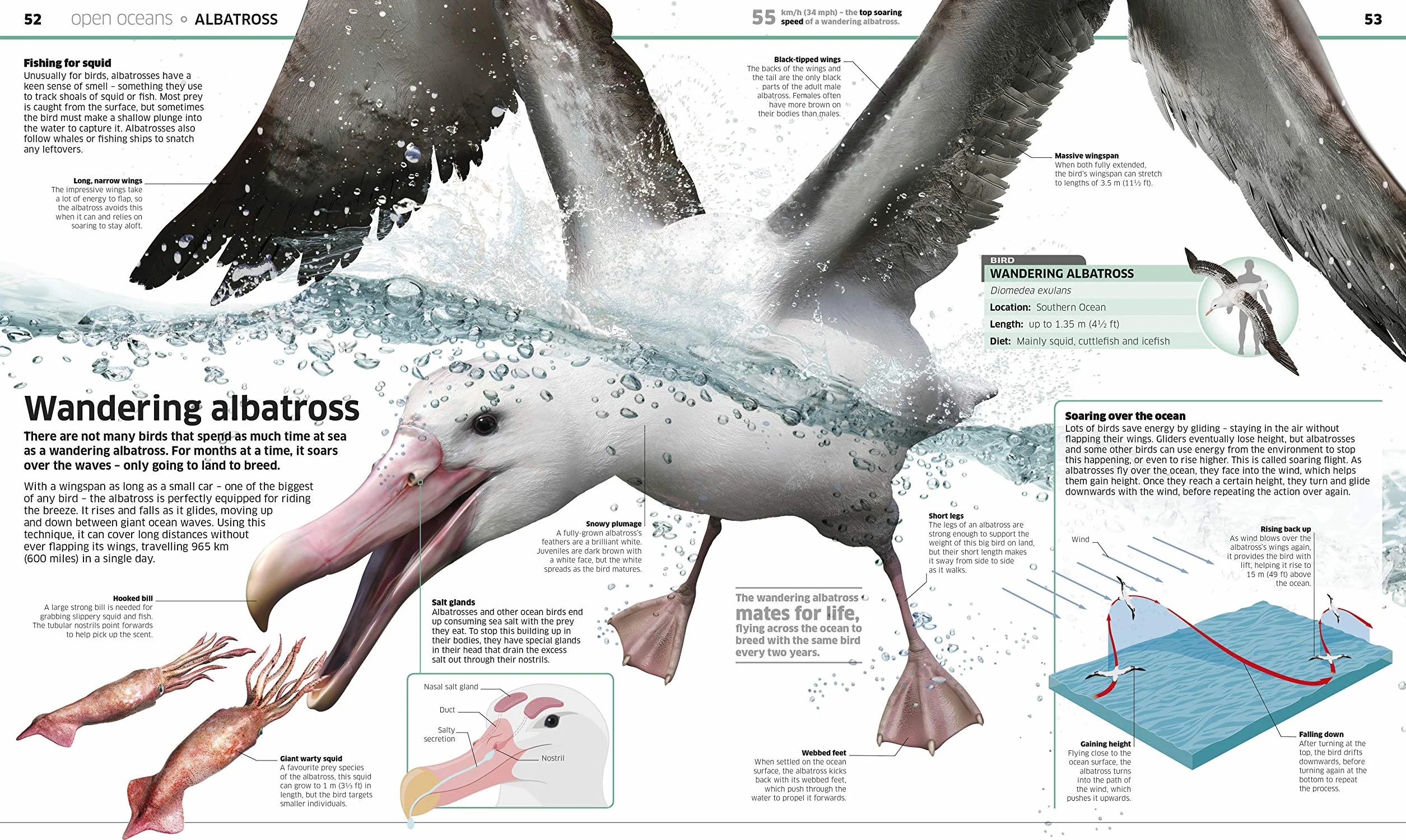 Knowledge Encyclopedia Ocean!: Our Watery World As You've Never Seen It Before (Knowledge Encyclopedias)