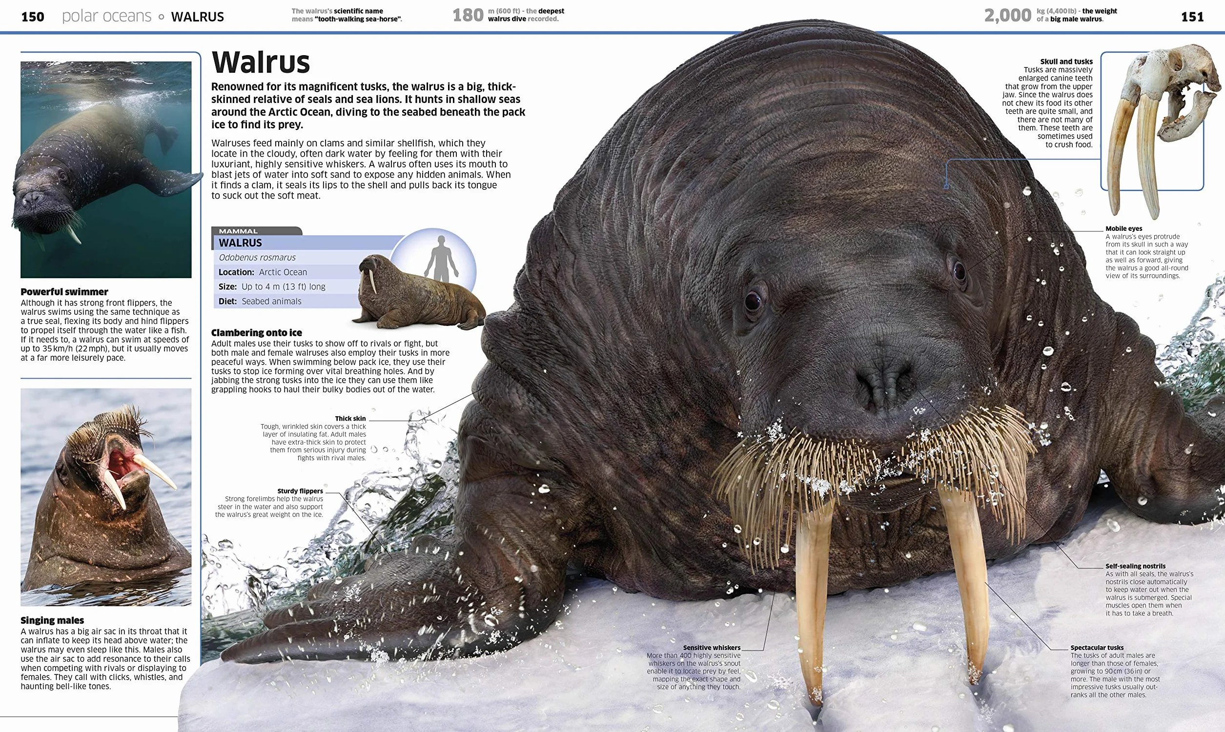Knowledge Encyclopedia Ocean!: Our Watery World As You've Never Seen It Before (Knowledge Encyclopedias)