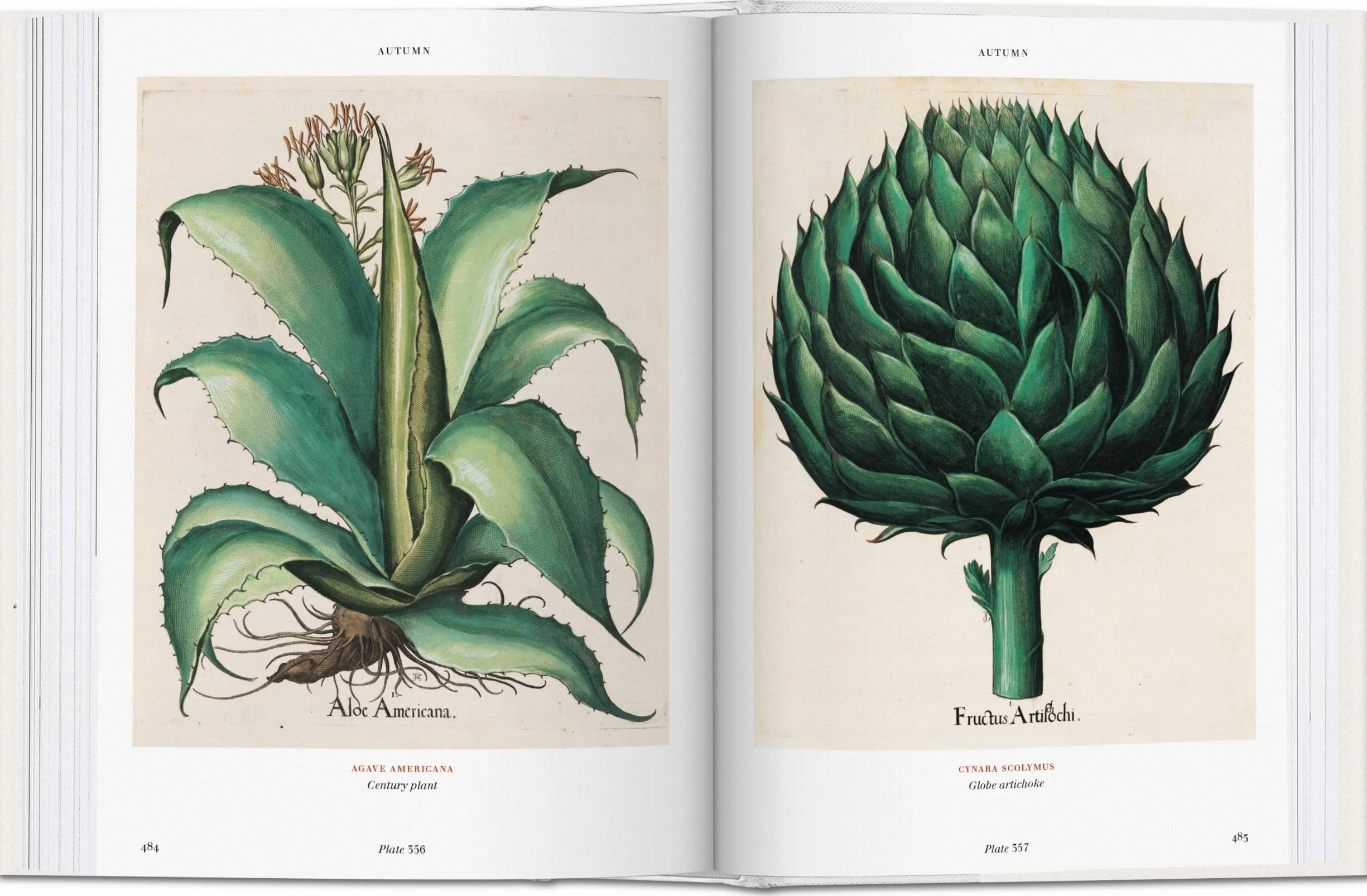 Basilius beslers florilegium. the book of plants-anglais: Bu