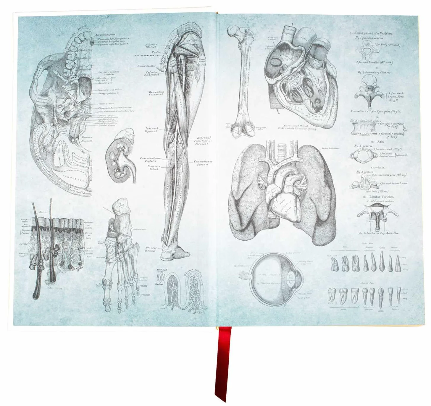 Gray's Anatomy: Anatomy Descriptive and Surgical