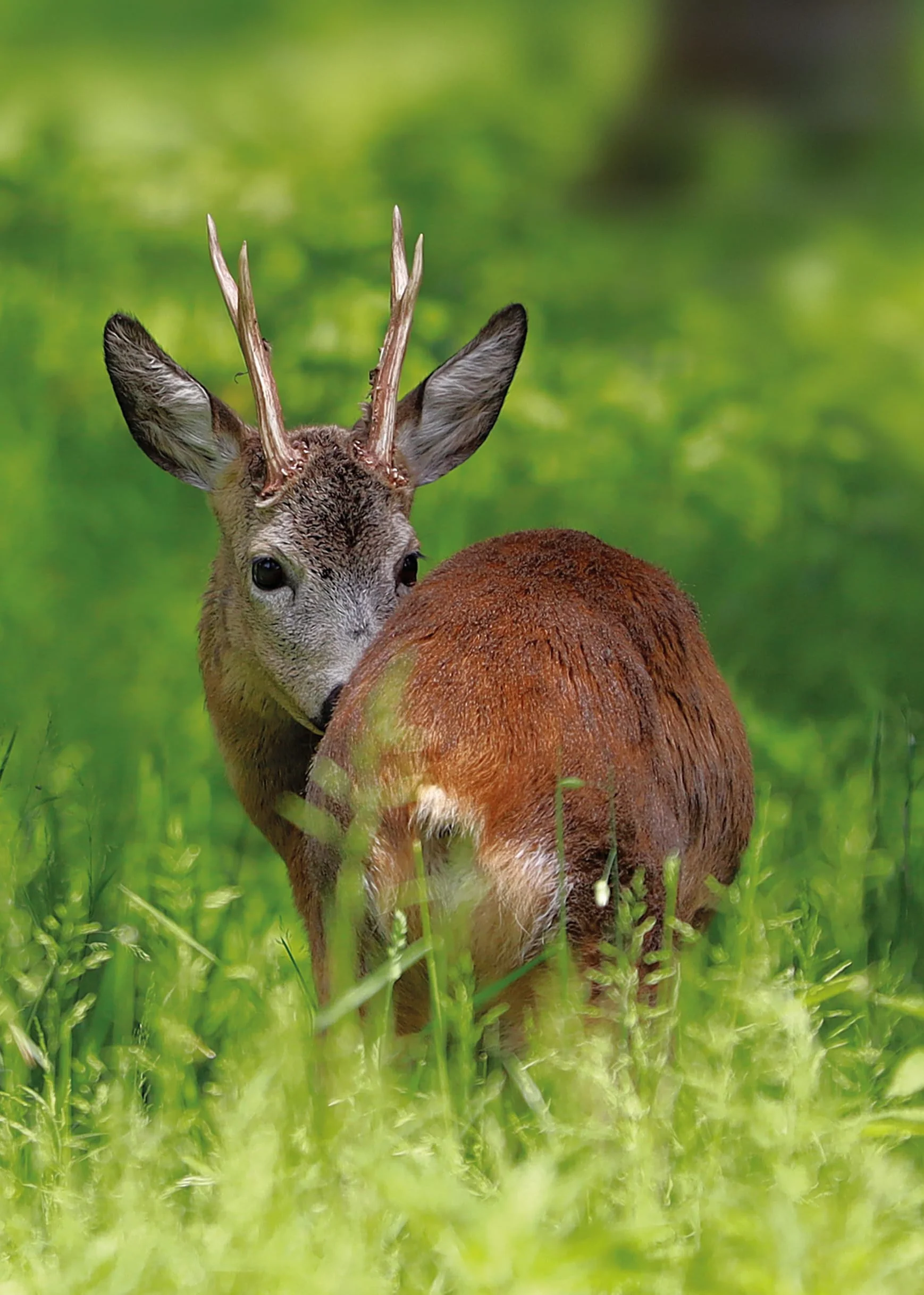 Hunting The Ultimate Book /anglais/allemand
